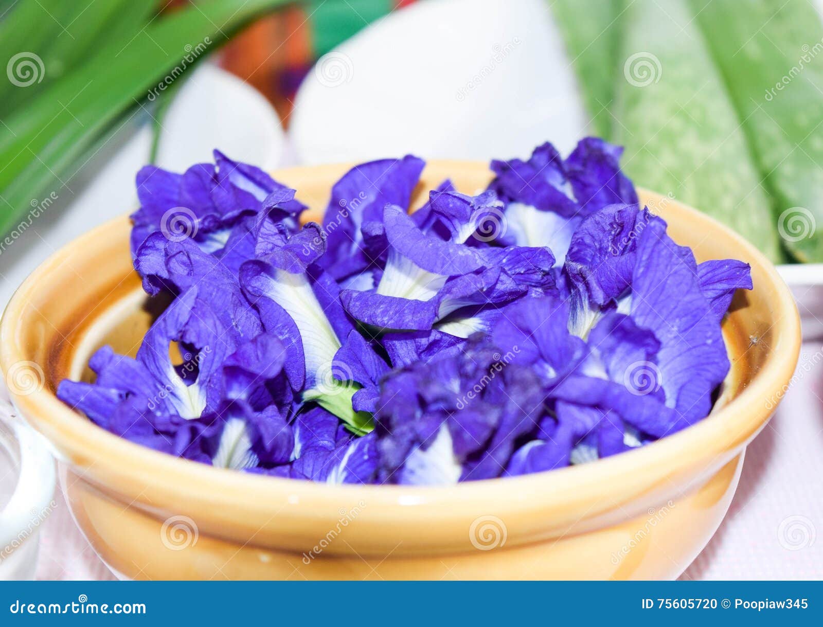 Fresh Butterfly Pea Flower, Clitoria Ternatea Stock Photo Image of