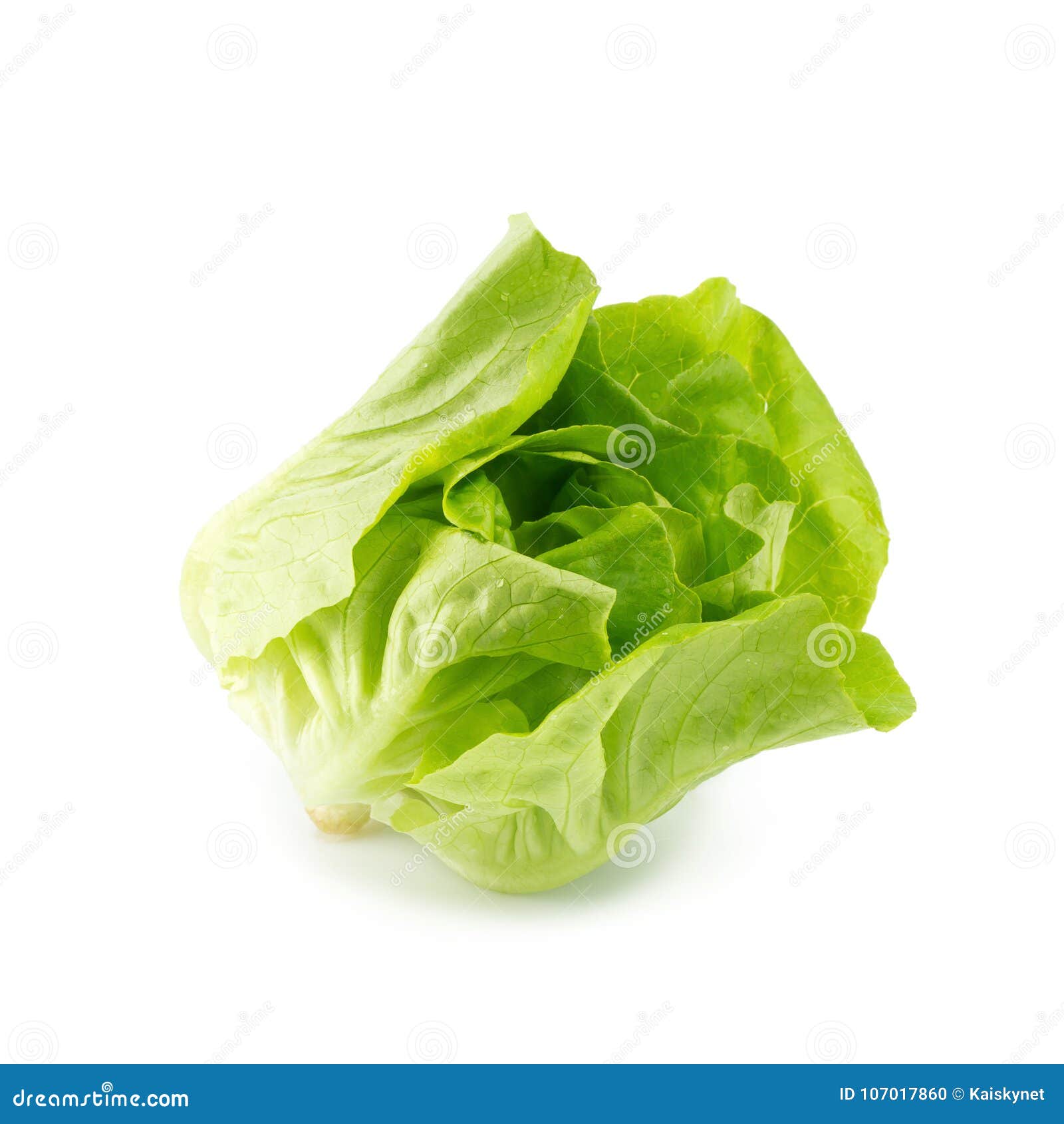Fresh Butterhead Salad Isolated on White Background Stock Photo Image of health, field 107017860