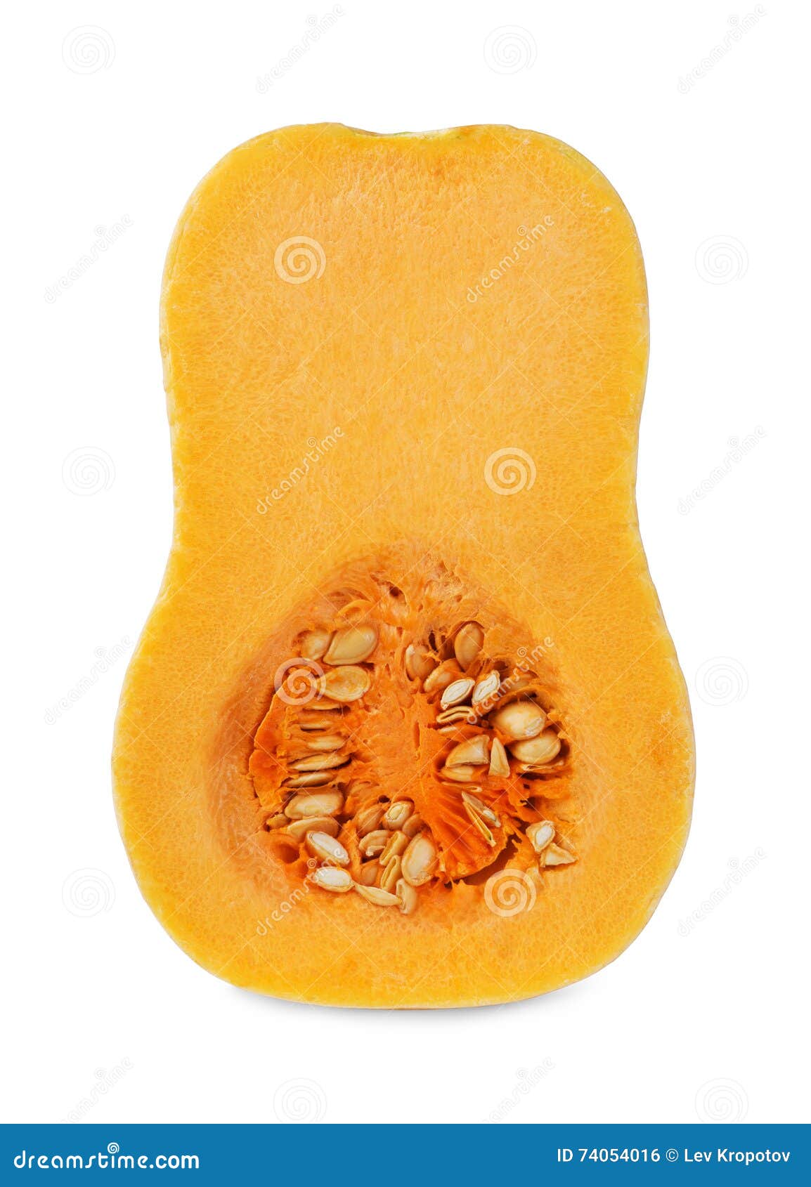 Fresh butternut squash stock photo. Image of organic 74054016