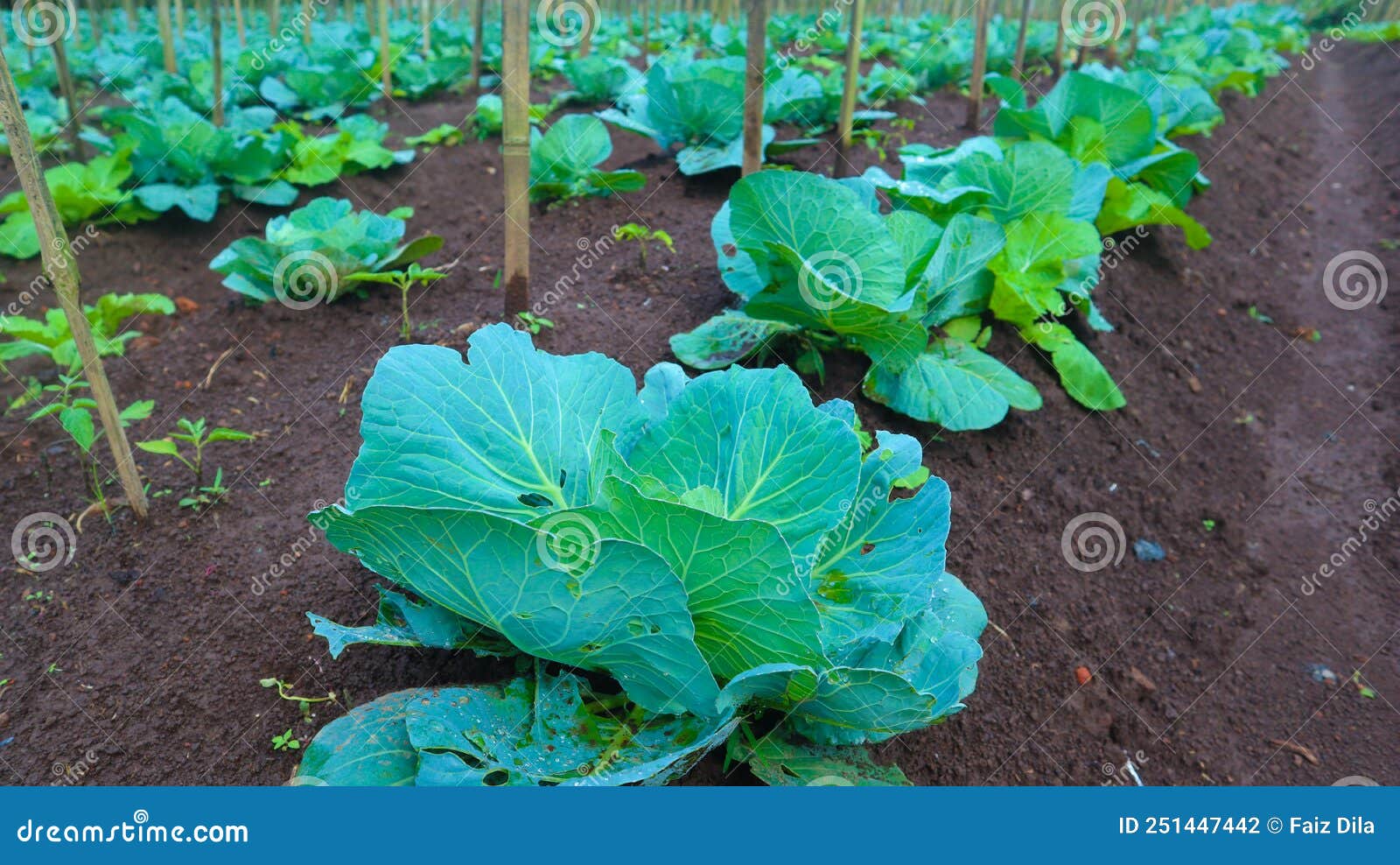 Fresh Cabbage in Farm. Cabbage Leaf. Stock Photo Image of diet