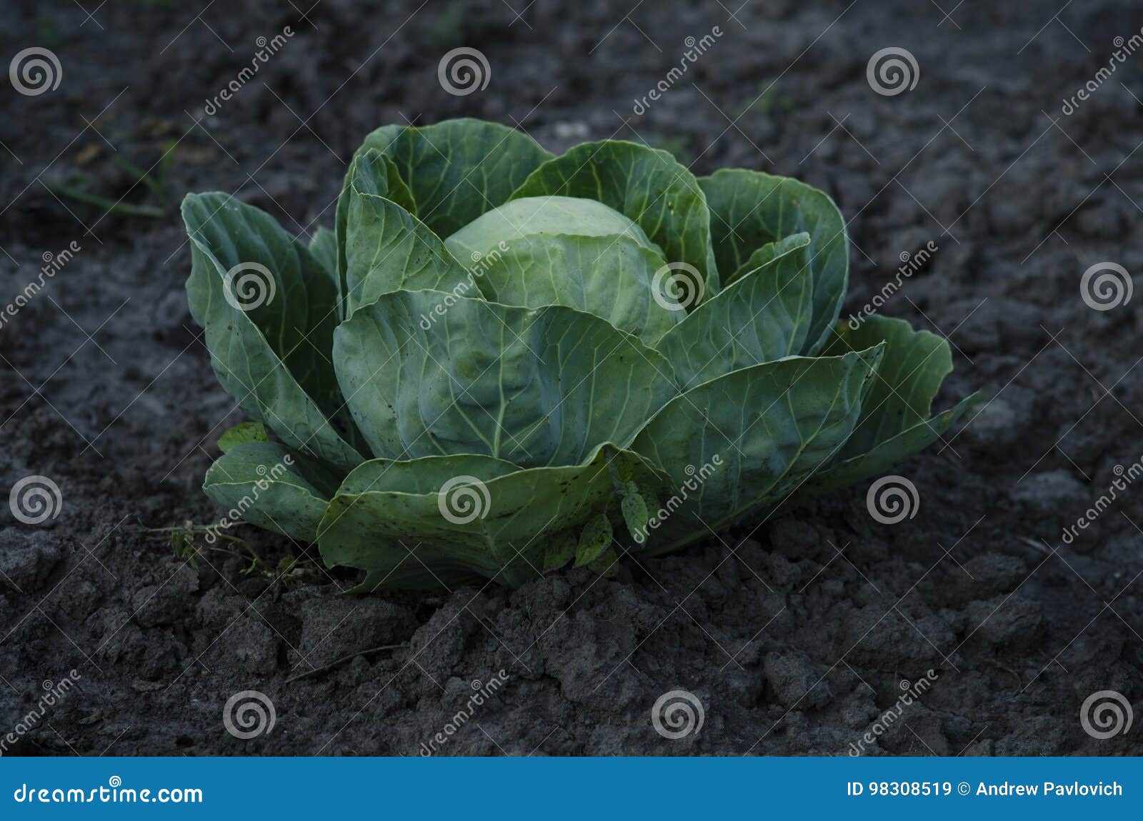 Fresh Cabbage Head Growing on the Farm. Stock Image Image of fruit