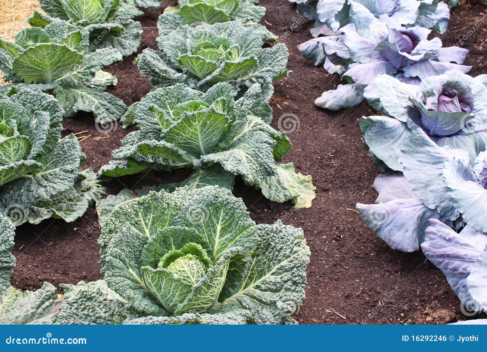 Fresh cabbages stock photo. Image of summer, season, spring 16292246
