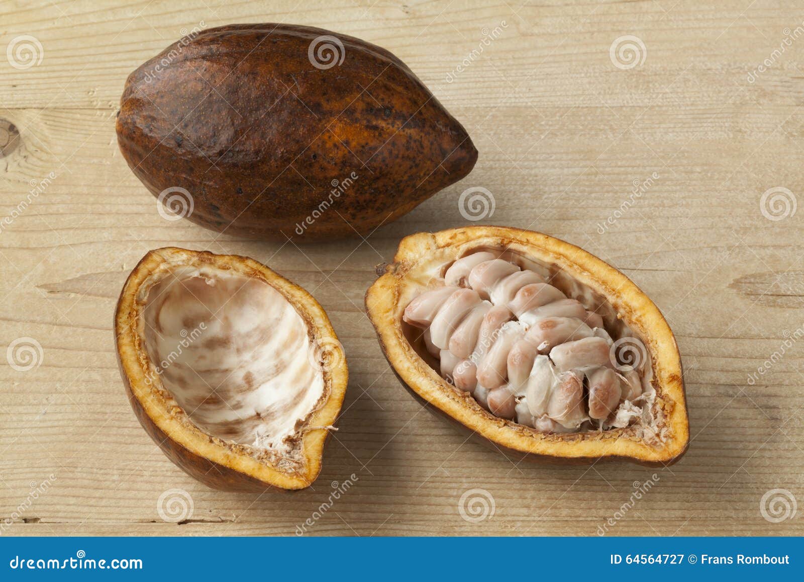 Fresh Cacao fruit stock image. Image of beans, chocolate 64564727