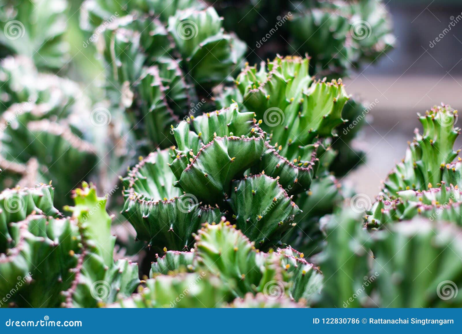 Fresh Cactus Plant With Prickly Pears Green Color Of Thorn Tree