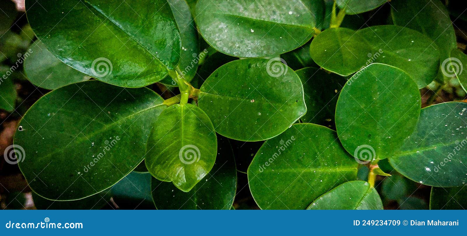 fresh and calming look of green elipse or oval d leaves of ficus malacocarpa