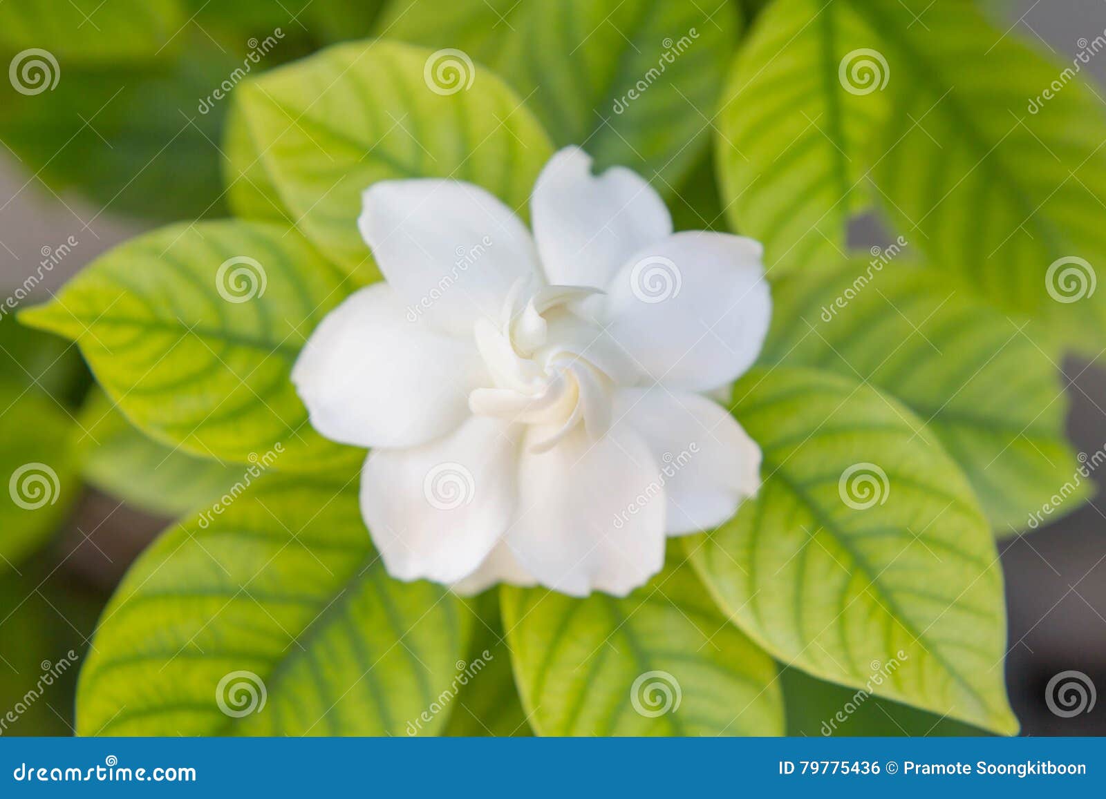 Fresh Cape Jasmine stock photo. Image of cape, foliage 79775436