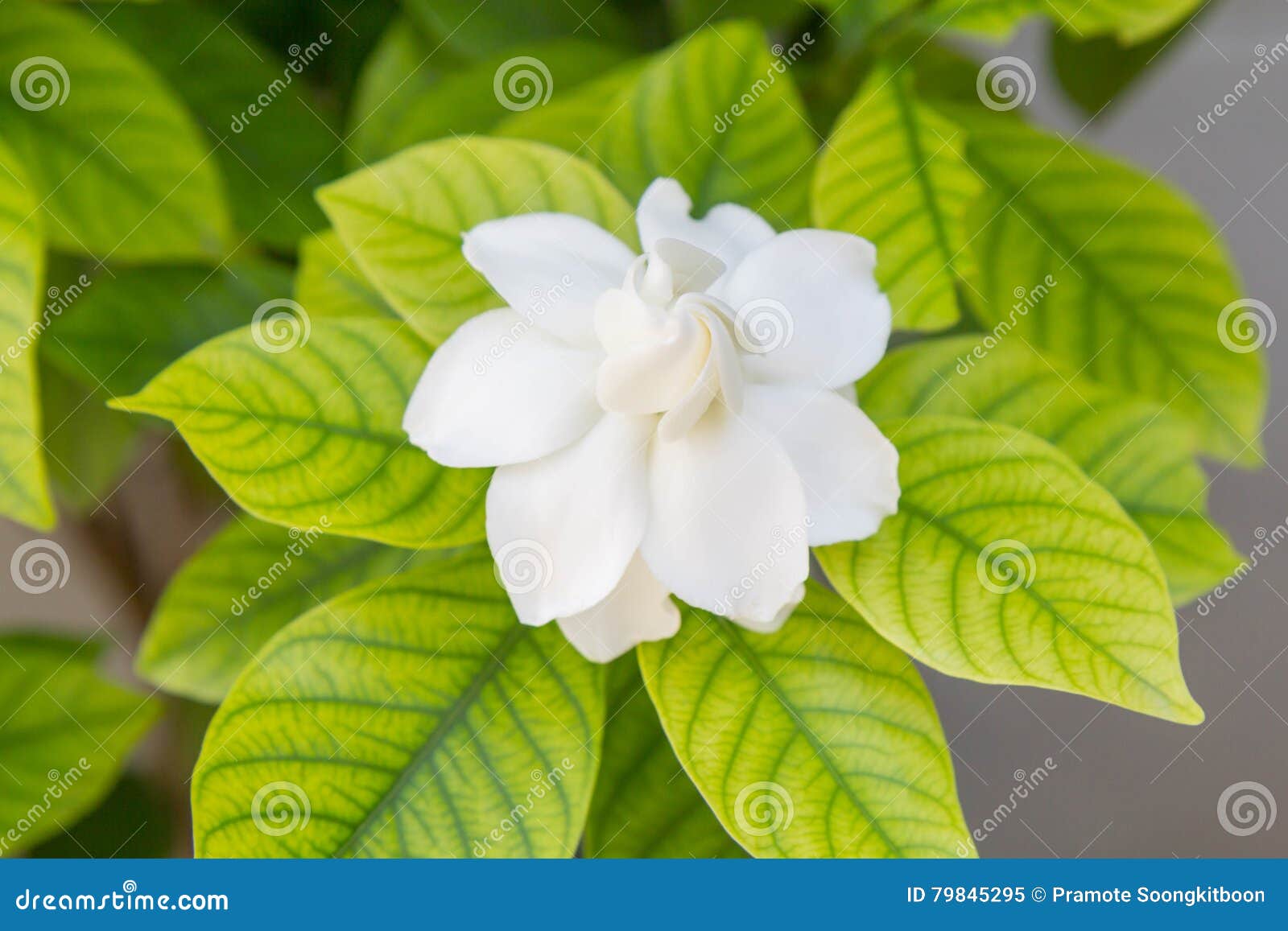 Fresh Cape Jasmine stock image. Image of smell, blossom 79845295
