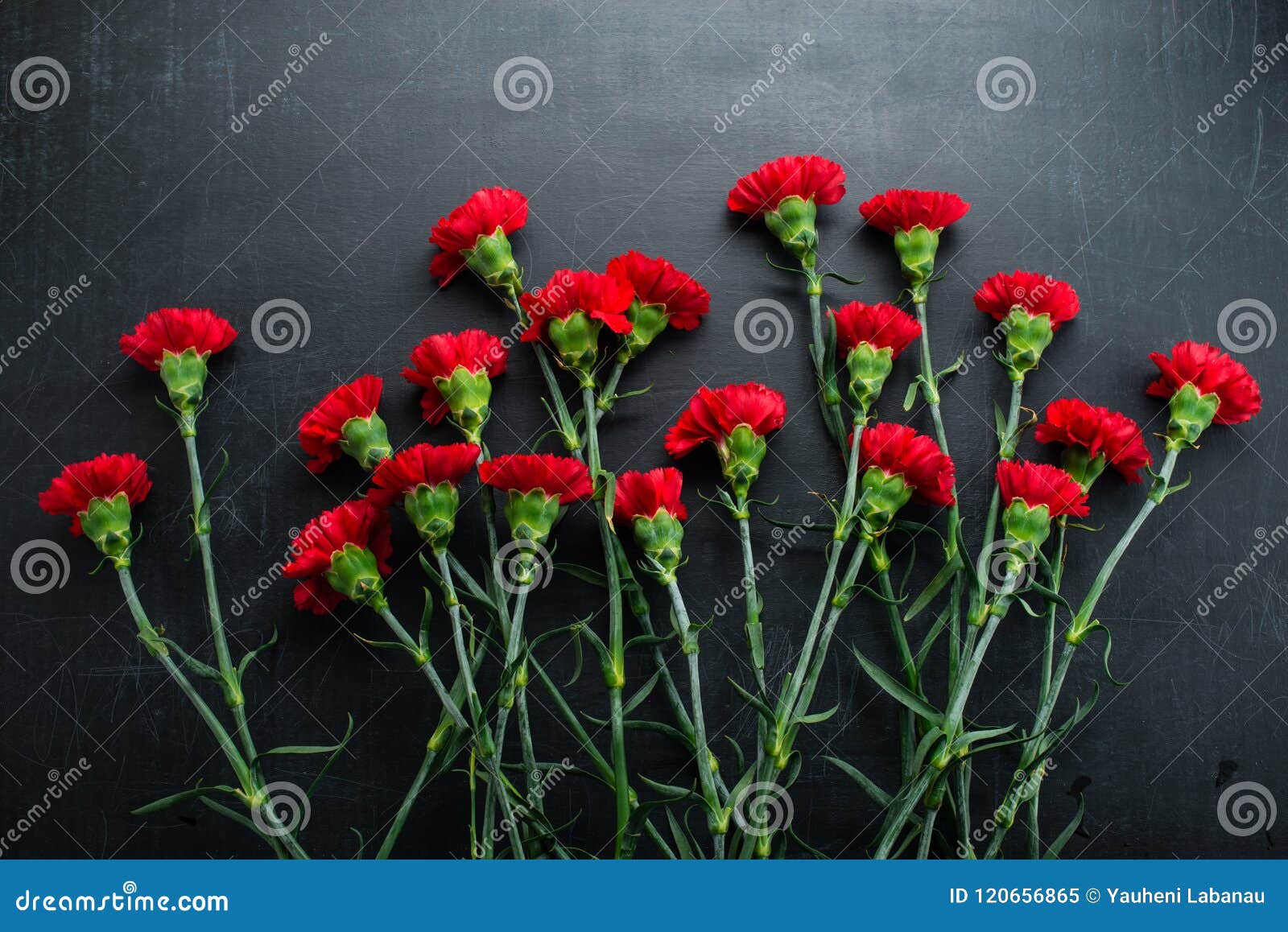 Carnation on a Dark Background Copy Space Stock Image Image of