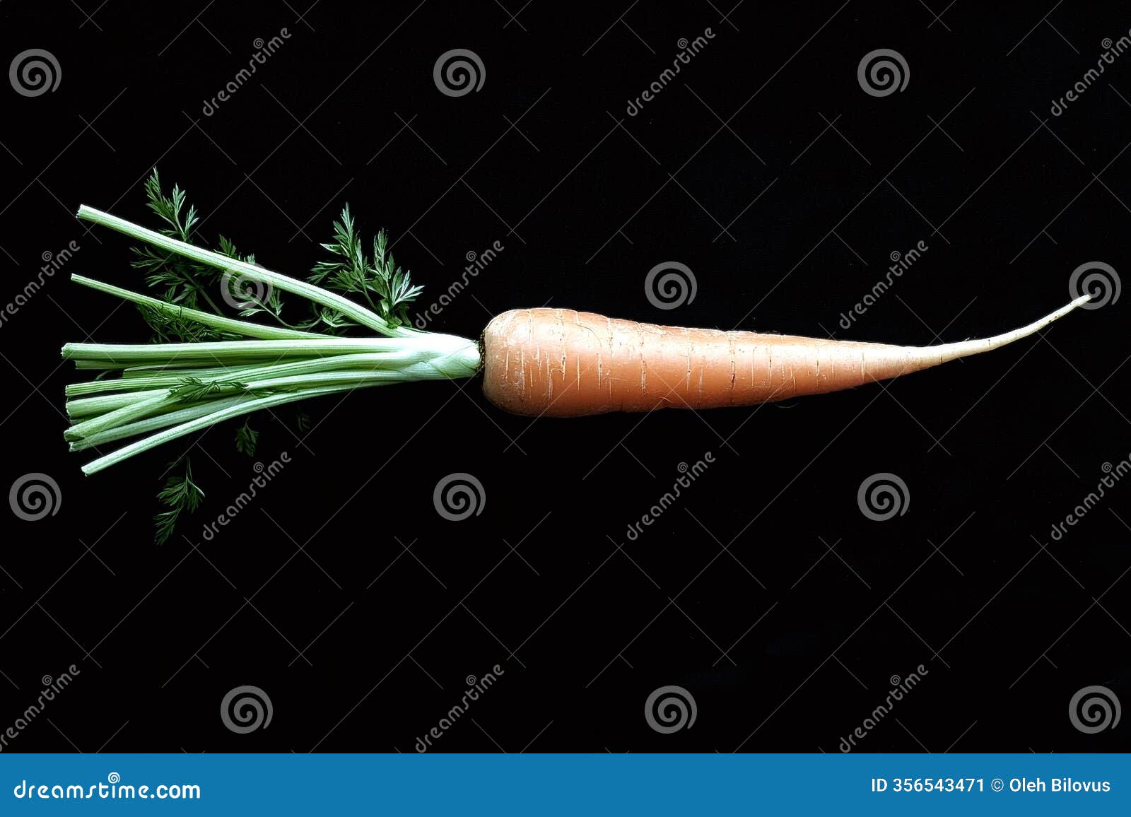 fresh carrot with green leaves lying on black background