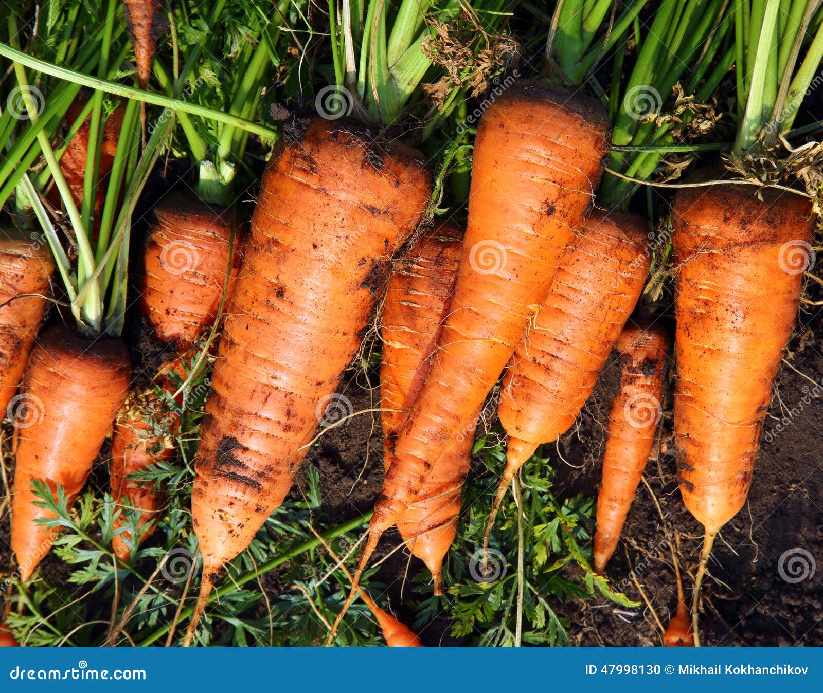Fresh carrot harvest stock photo. Image of ground, plant 47998130