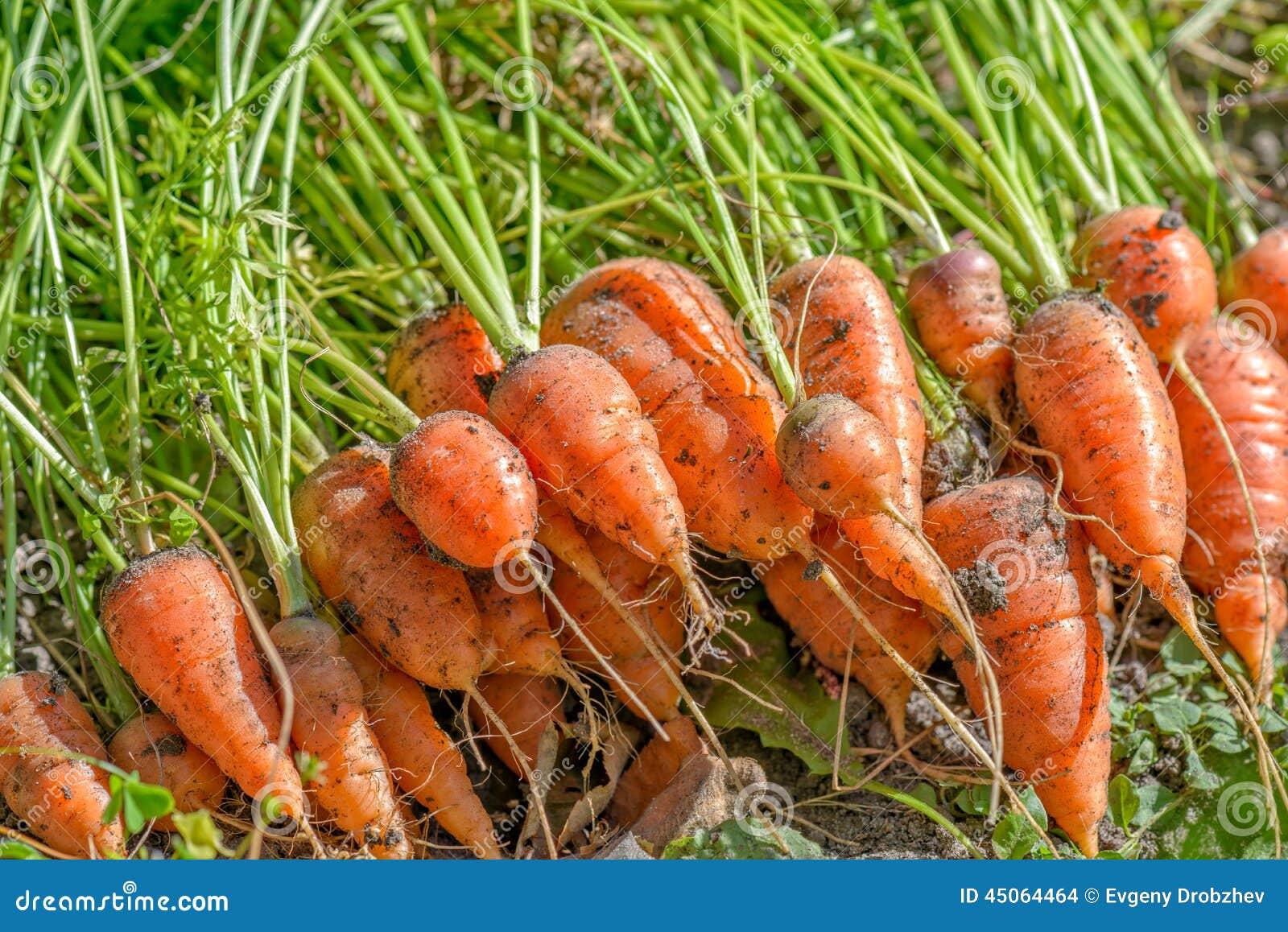 Fresh carrots on ground stock photo. Image of vegetable 45064464