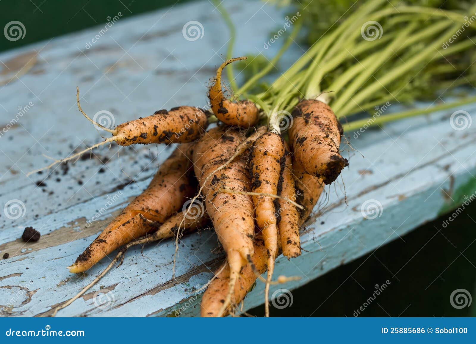 Fresh Carrots Just Picked Up from Bed Stock Photo Image of health