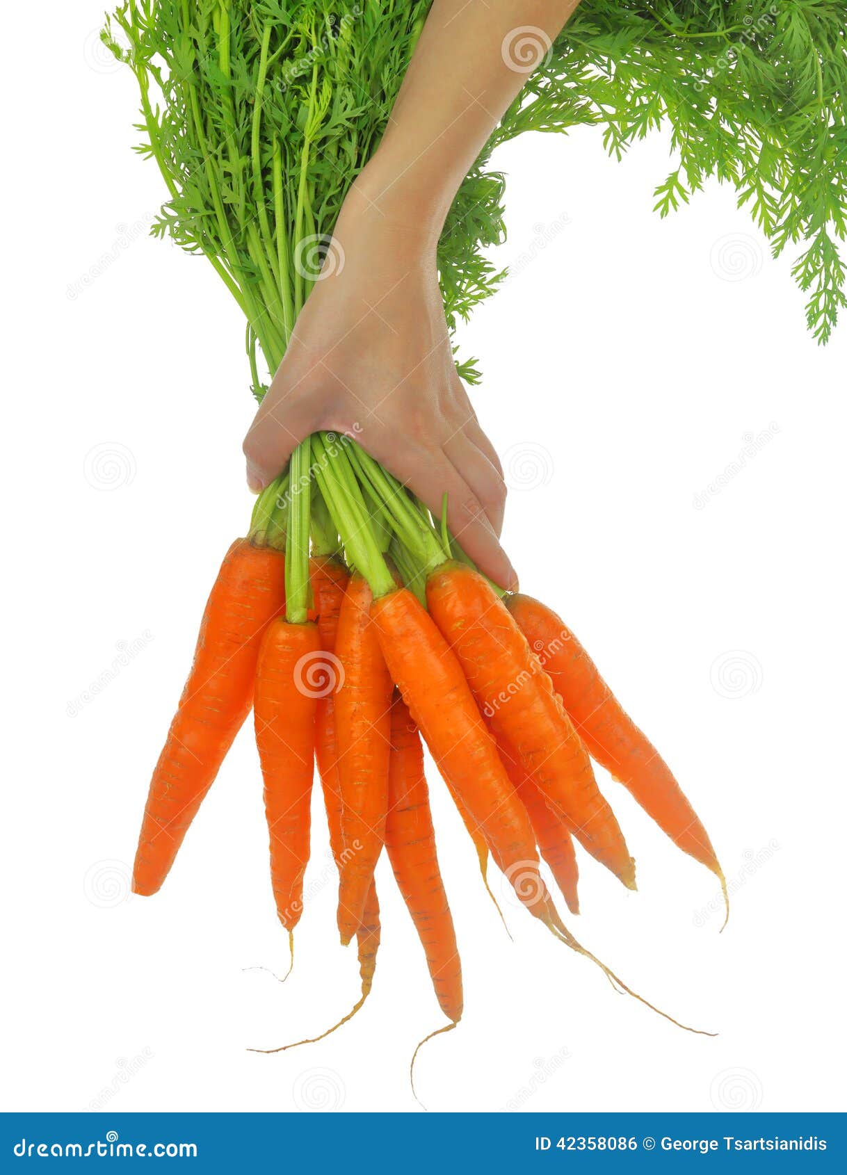 Fresh carrots with leaves stock photo. Image of dieting 42358086
