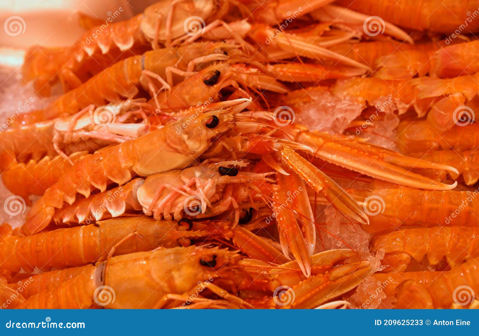 Fresh Catch Of Langoustine Lobsters On Ice Stock Image - Image Of High ...