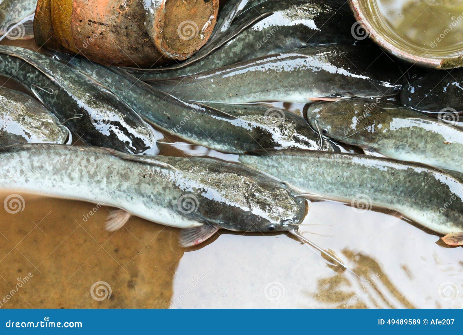 Fresh Catfish in Farm Thailand Stock Image Image of meat, freshness