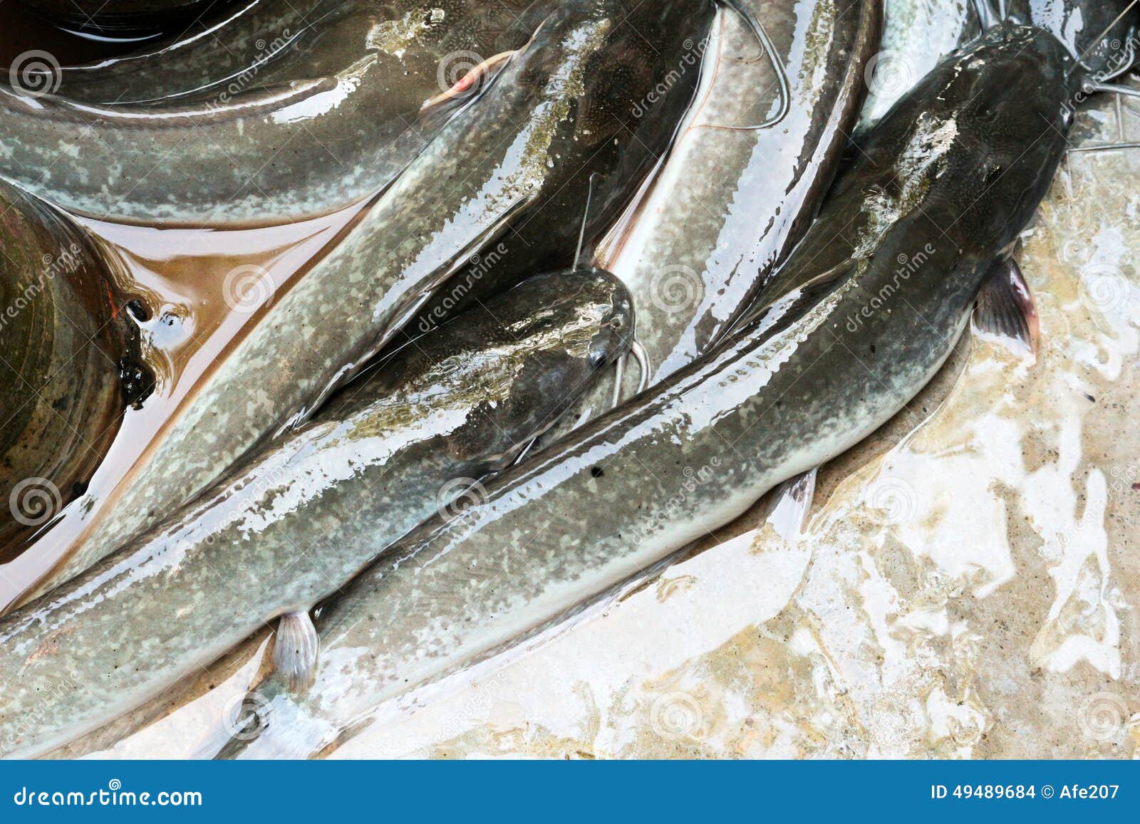 Fresh Catfish in Farm Thailand Stock Photo Image of farm, predatory
