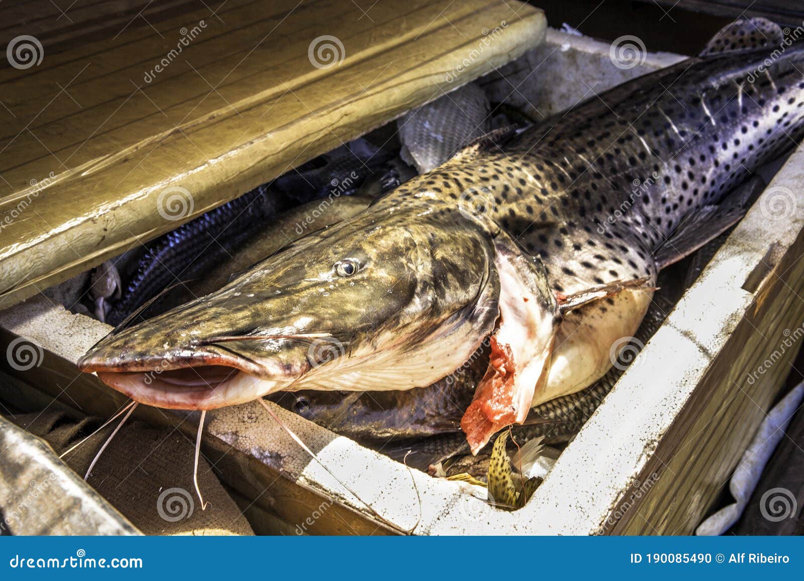 Fresh Catfish Inside a Styrofoam Box Stock Photo - Image of marine