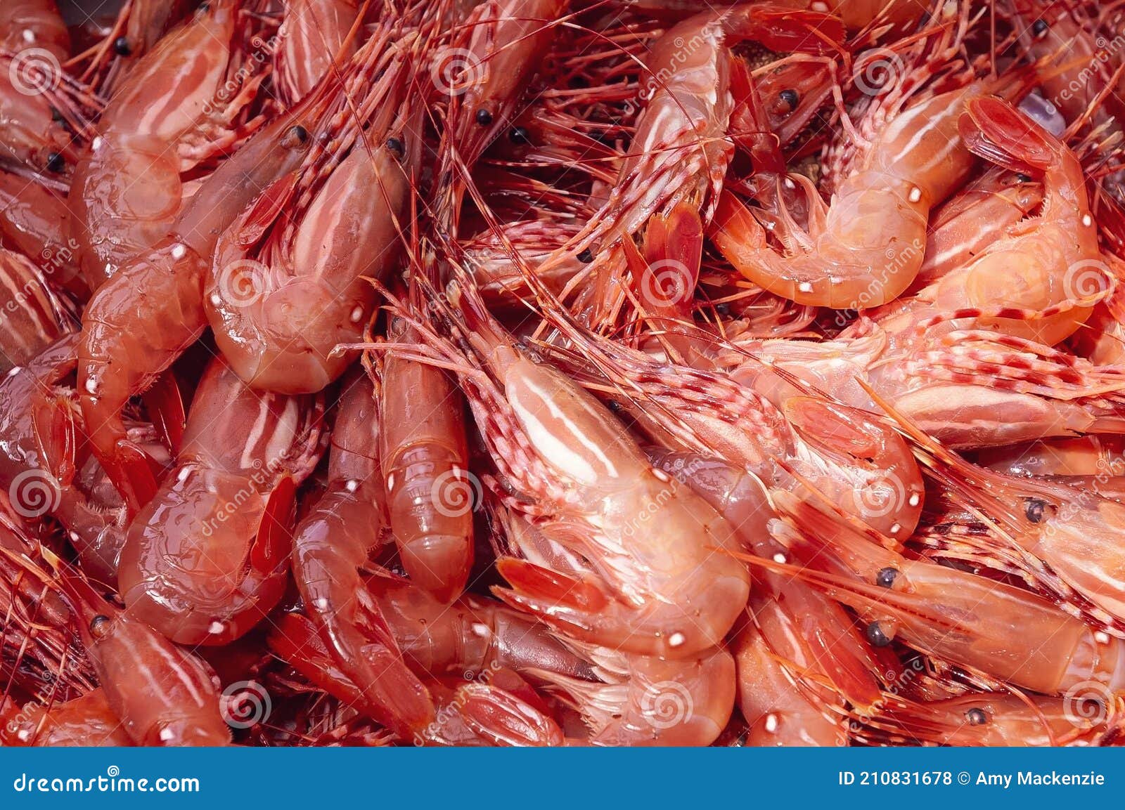 Fresh Caught Alaskan Side-striped Shrimp Stock Photo - Image of freshly,  stripe: 210831678