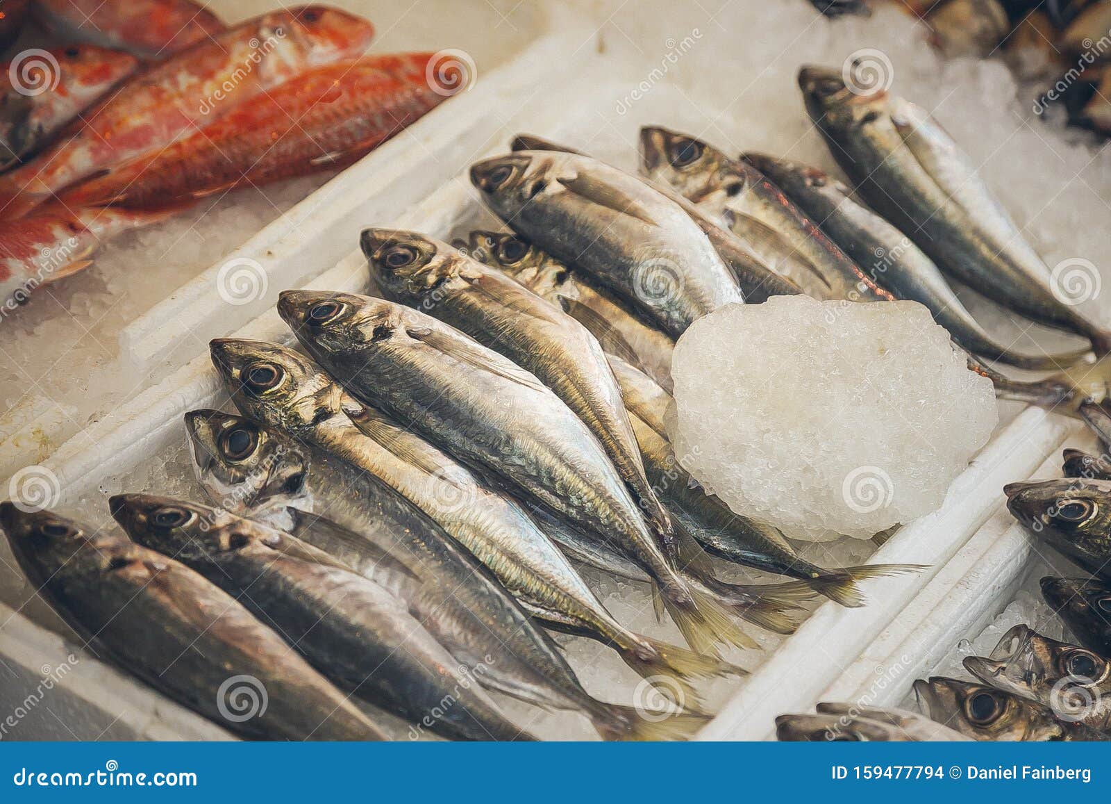 Fresh Caught Fish on Ice stock photo. Image of nature 159477794