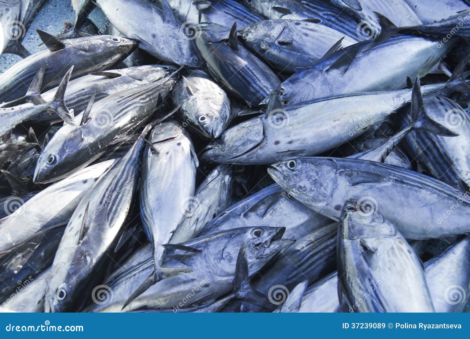 Fresh caught tuna stock image. Image of diet, nature 37239089