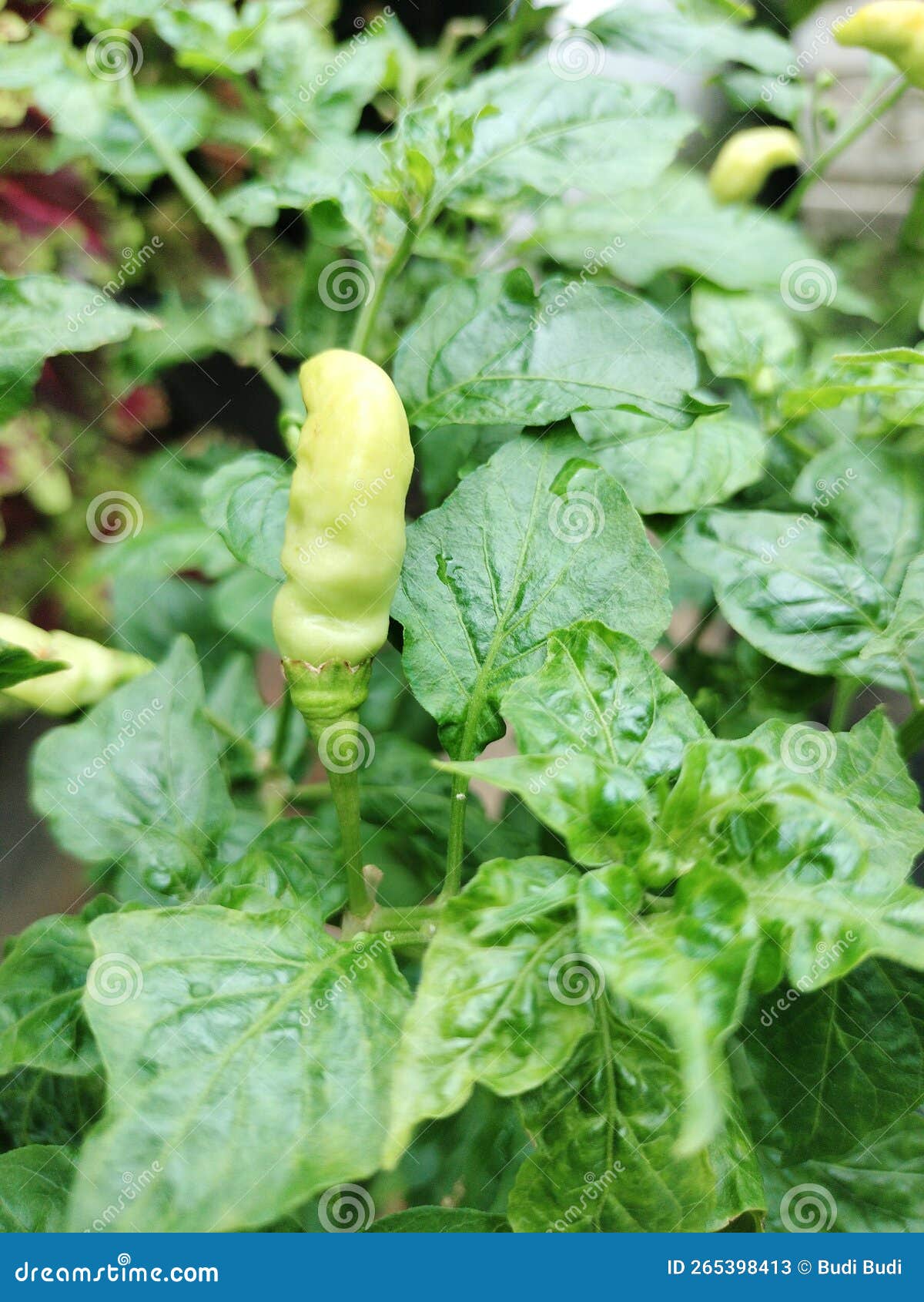 Fresh Cayenne Pepper Tree in the Morning Stock Image Image of leaf