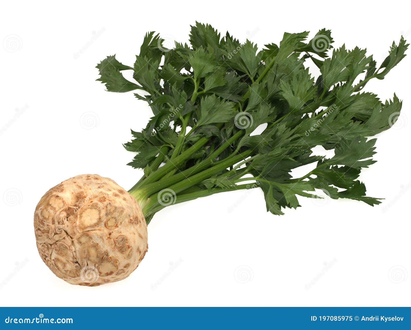 fresh celery root with leaf  on white background