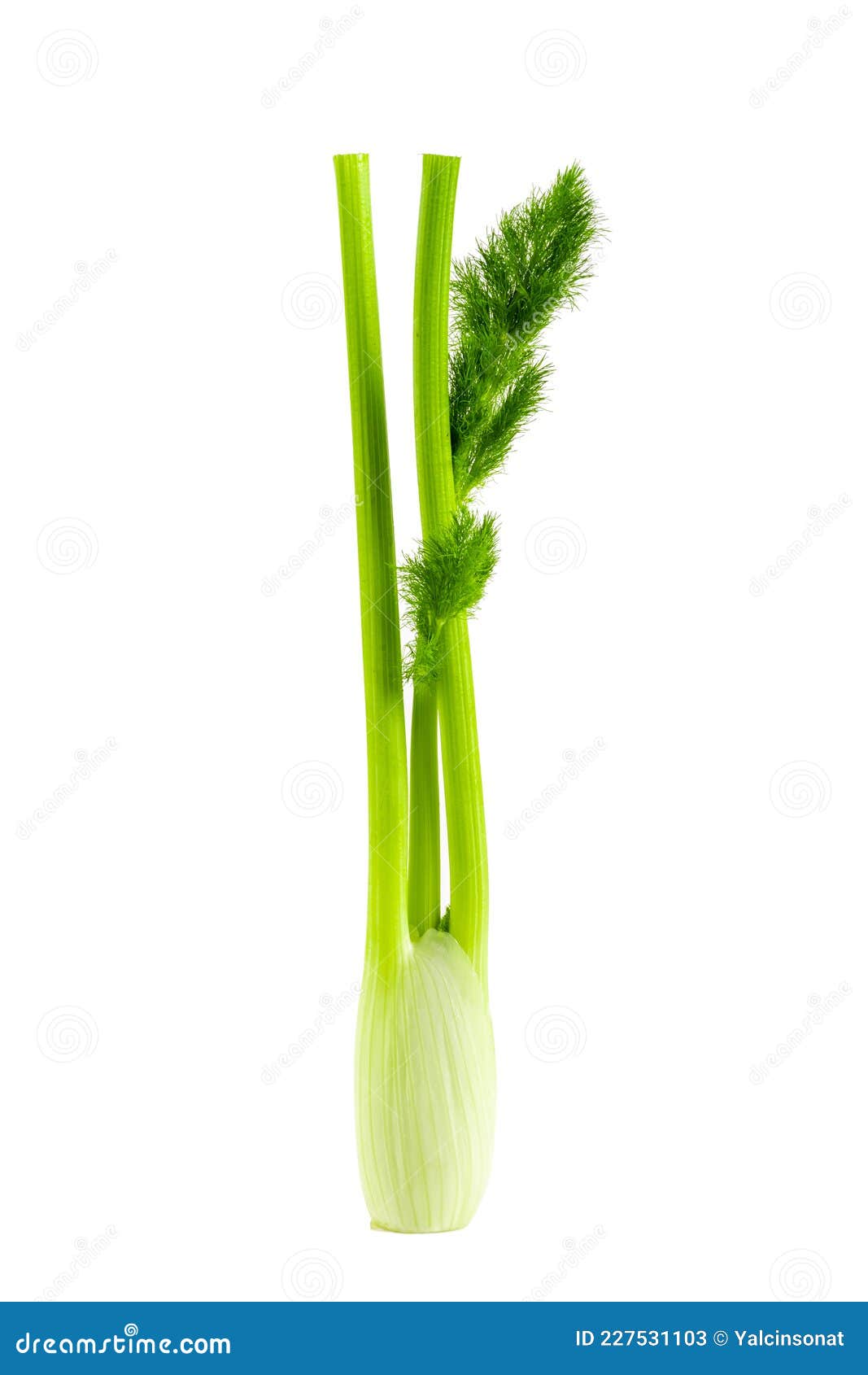 Fresh Celery Stalk Isolated on White Background Stock Image Image of