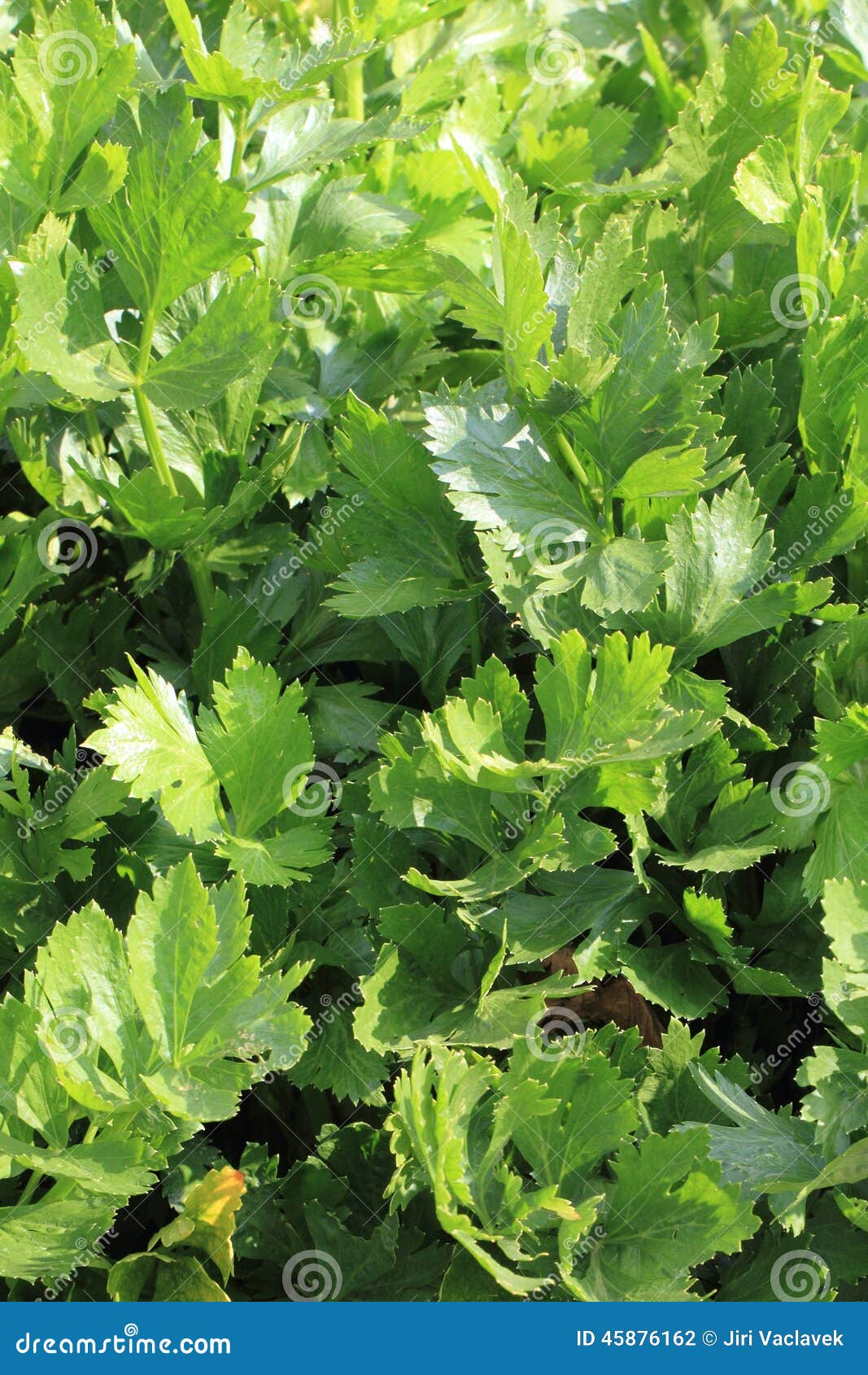 Fresh Celery Vegetable Background Stock Photo Image of vegetable