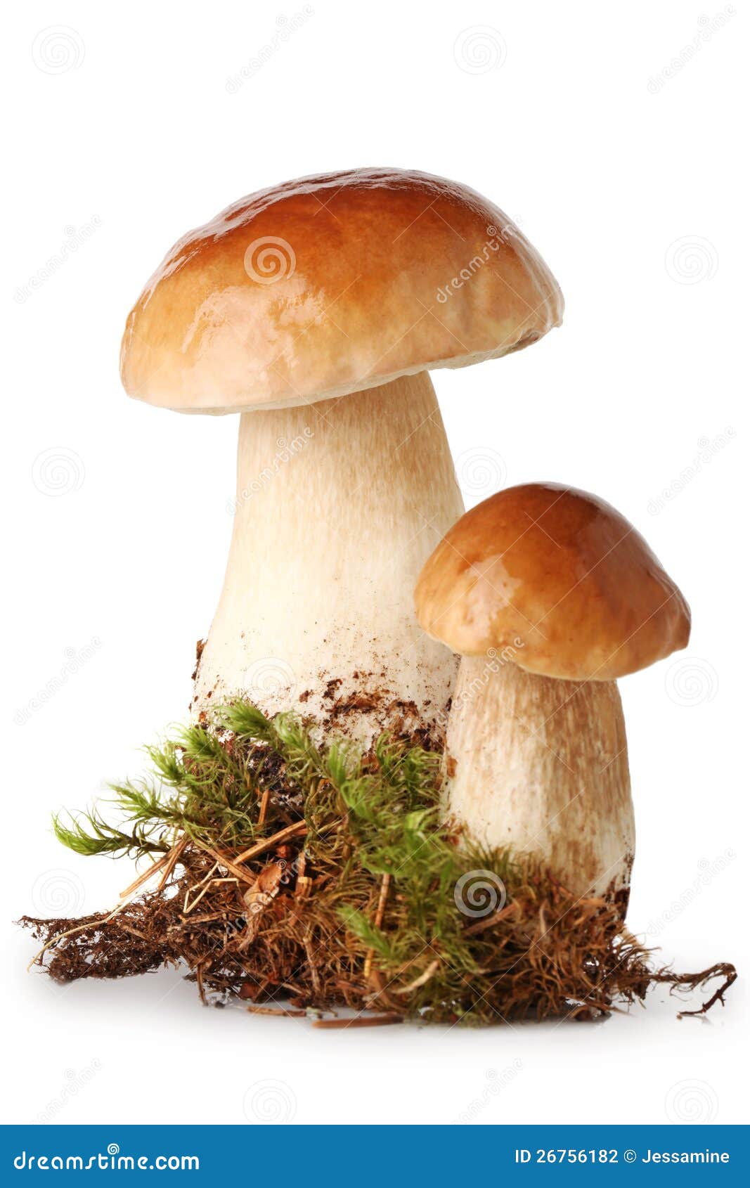 fresh ceps on moss