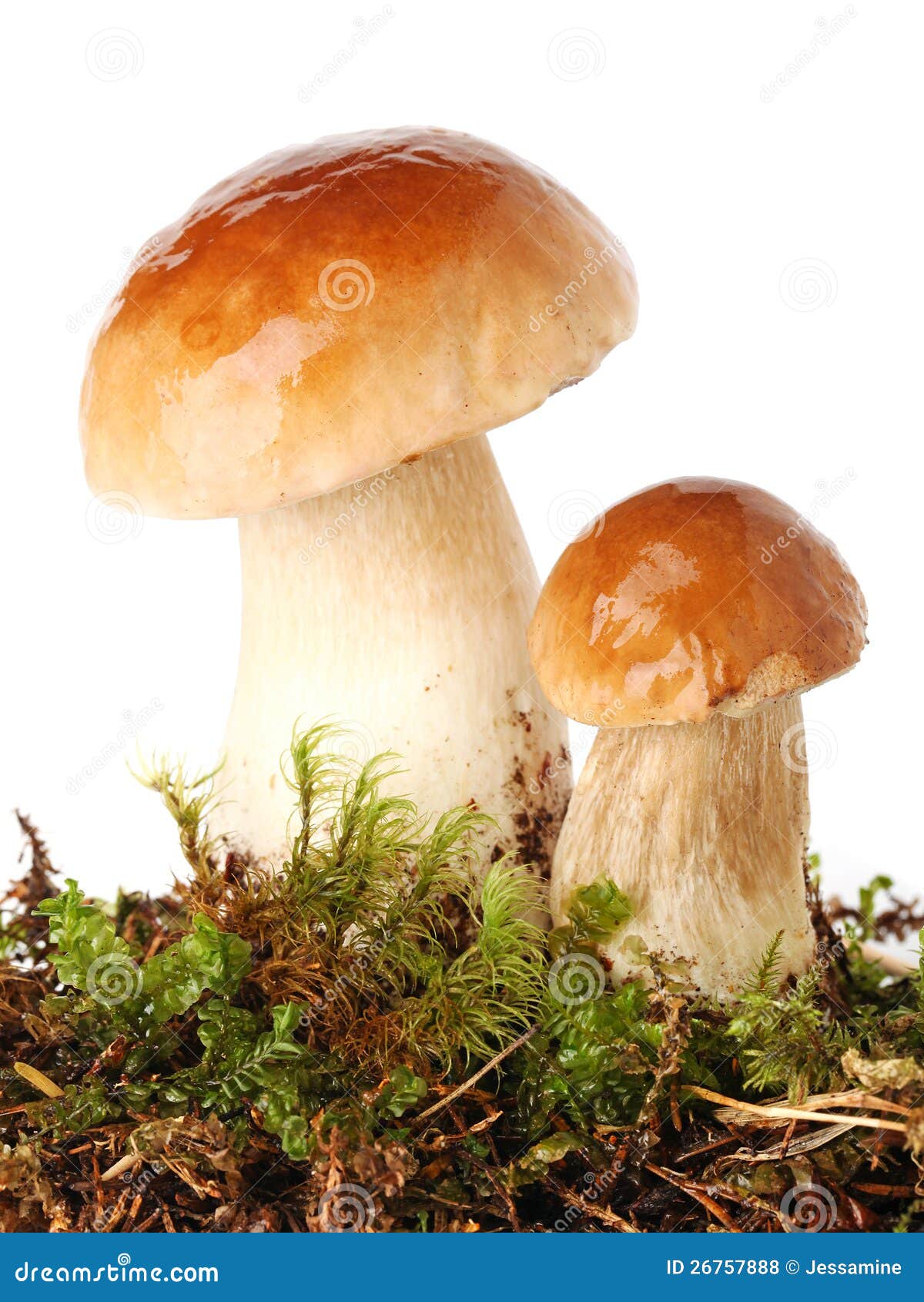 fresh ceps on moss