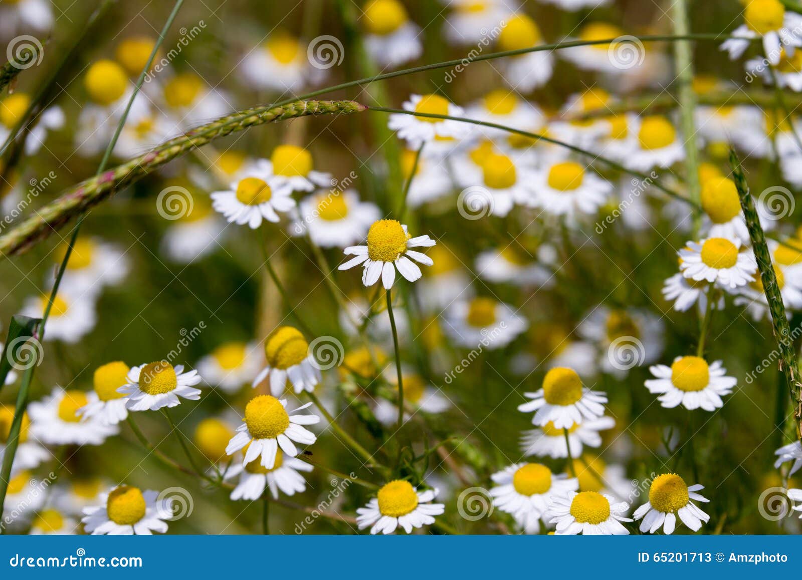 Fresh Chamomile stock image. Image of medicinal, calming 65201713