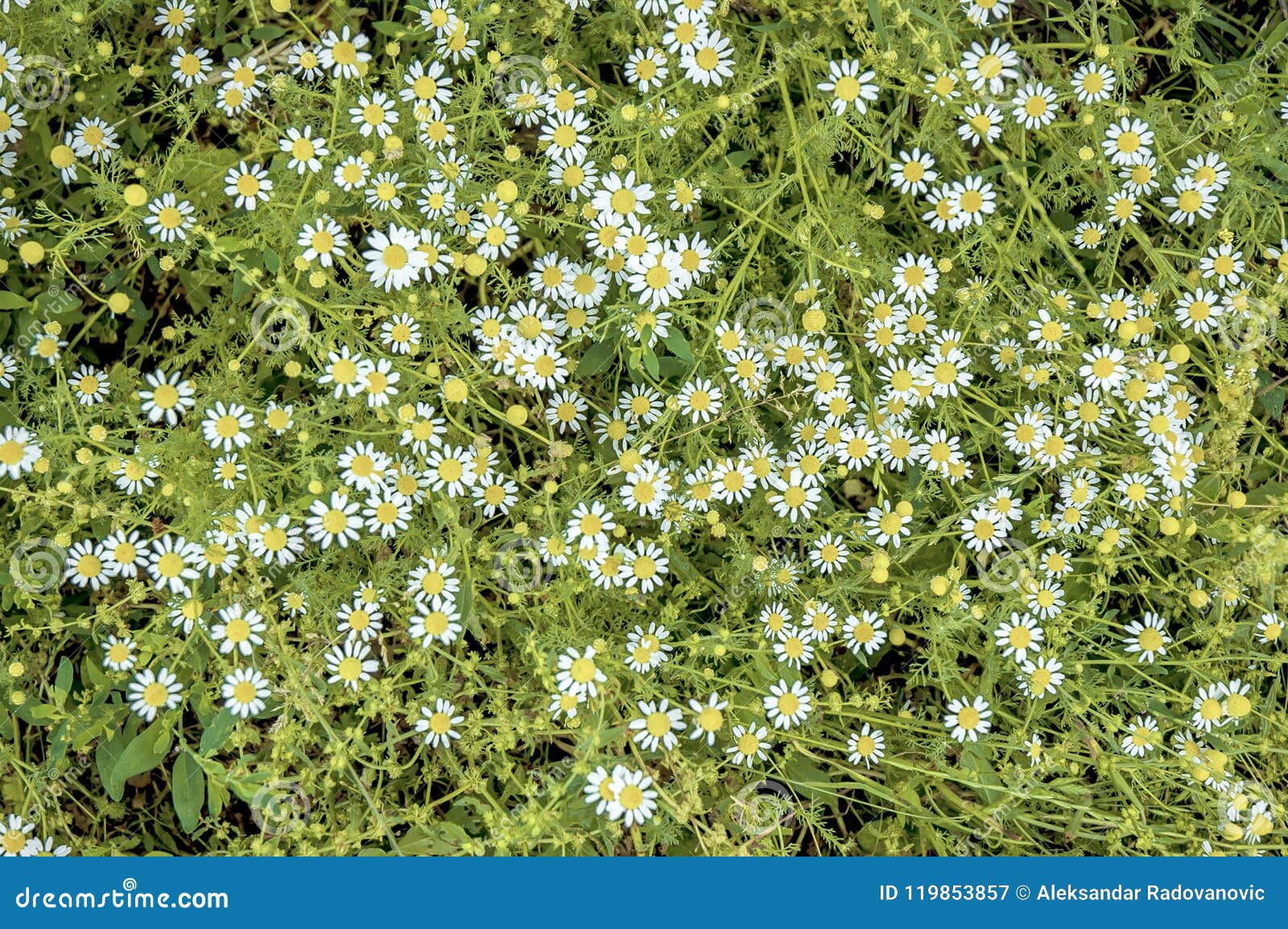 Fresh chamomile flowers stock image. Image of health 119853857