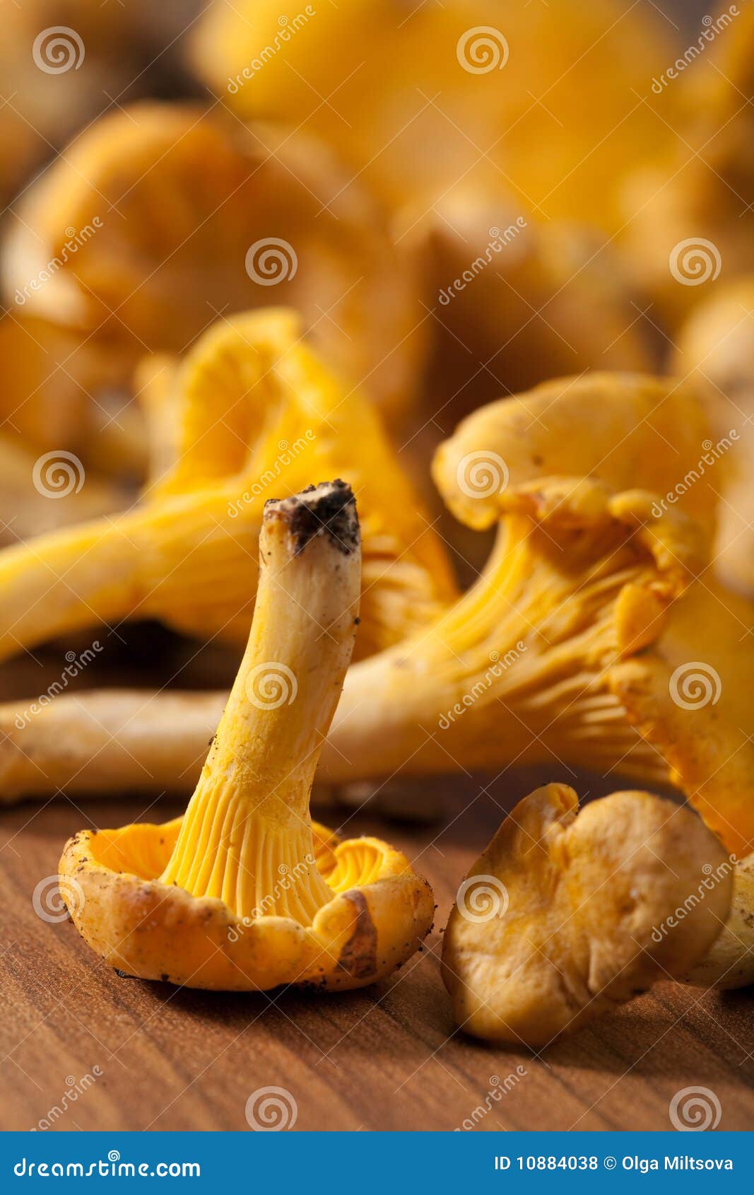 Fresh Chanterelle Mushrooms Stock Photo Image of gourmet, macro 10884038