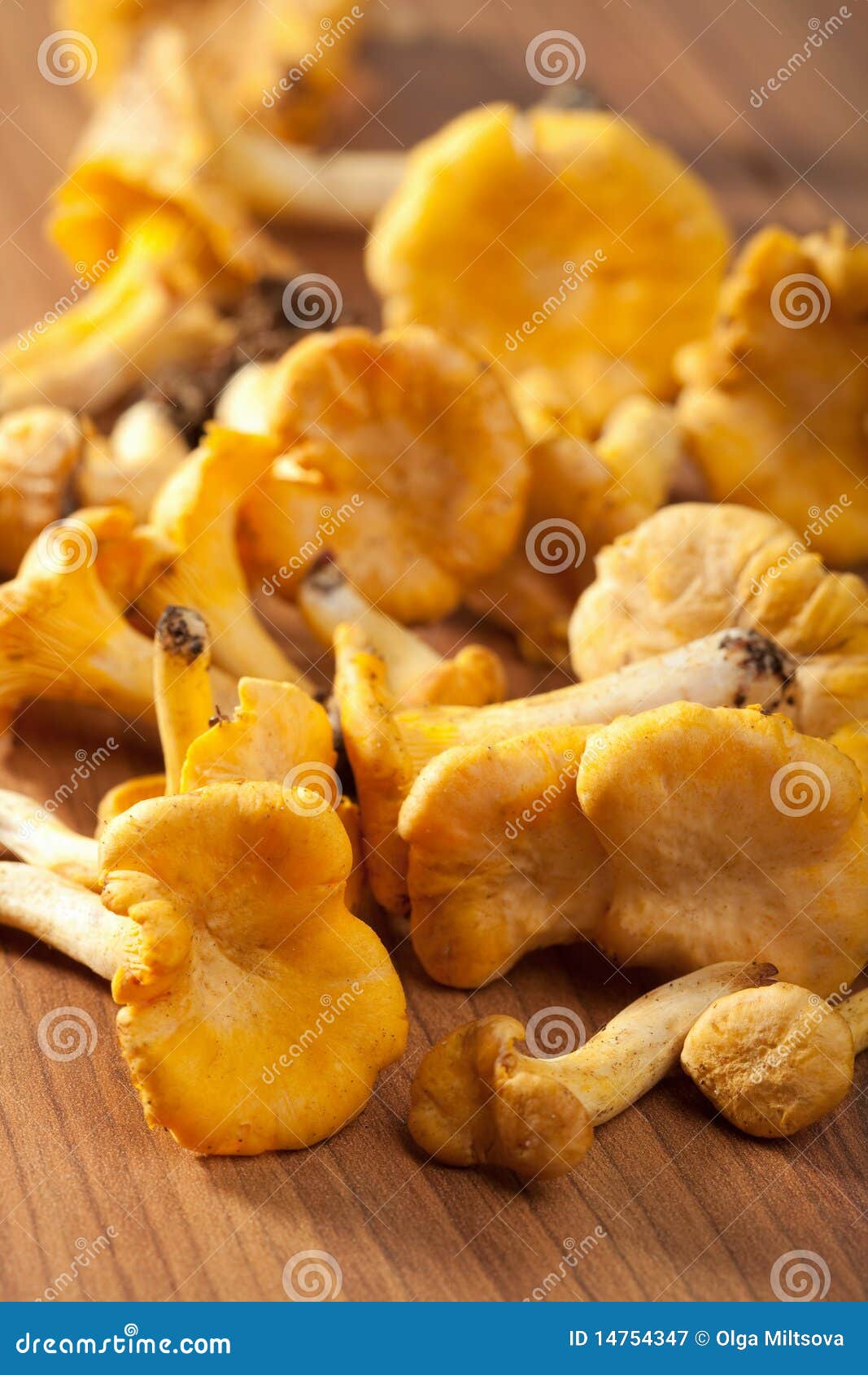 Fresh Chanterelle Mushrooms Stock Image Image of detail, mycology