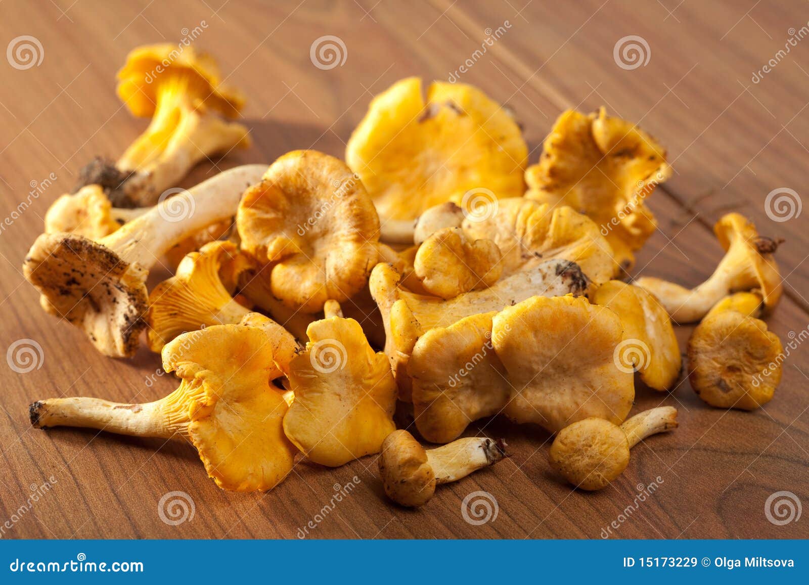 Fresh Chanterelle Mushrooms Stock Image Image of season, cook 15173229