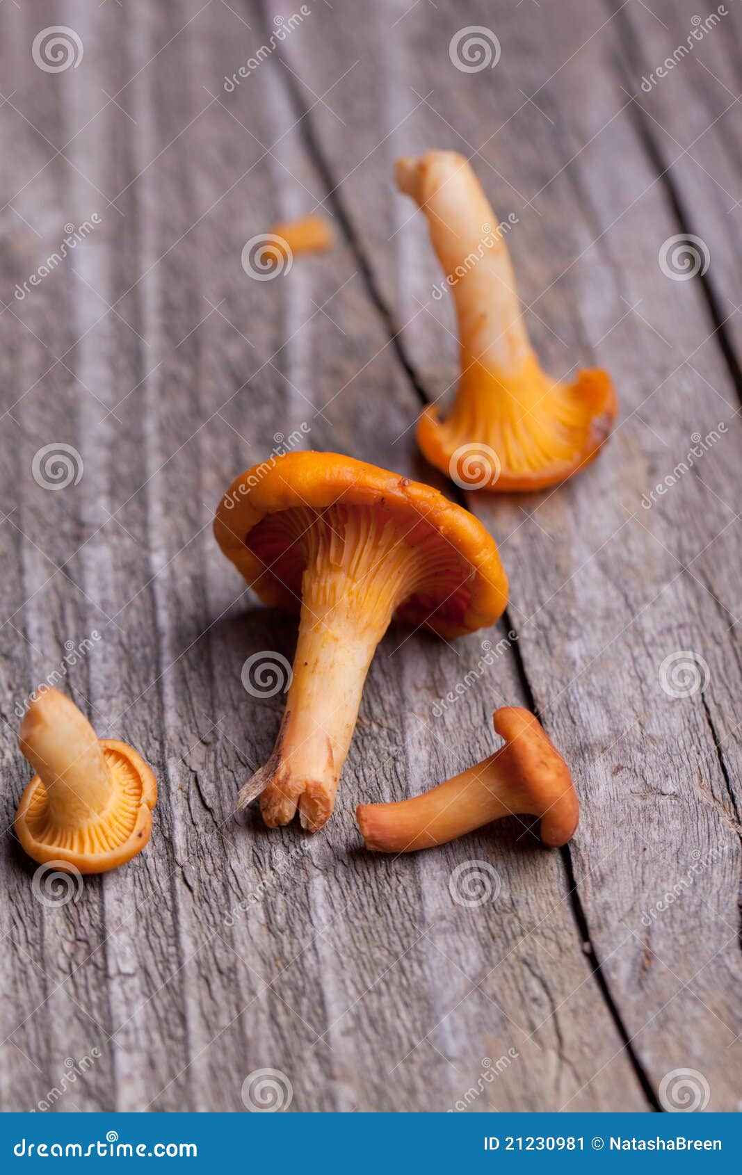 Fresh Chanterelle Mushrooms Stock Image Image of gourmet, culinary