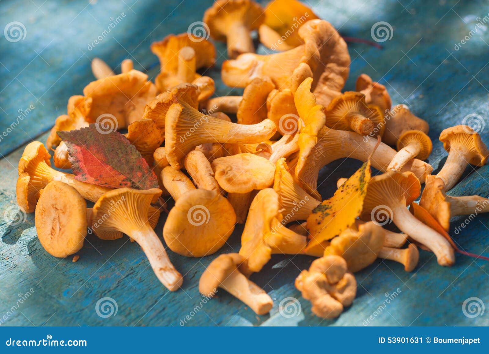 Fresh Chanterelle Mushrooms Stock Image Image of mushroom, fungus