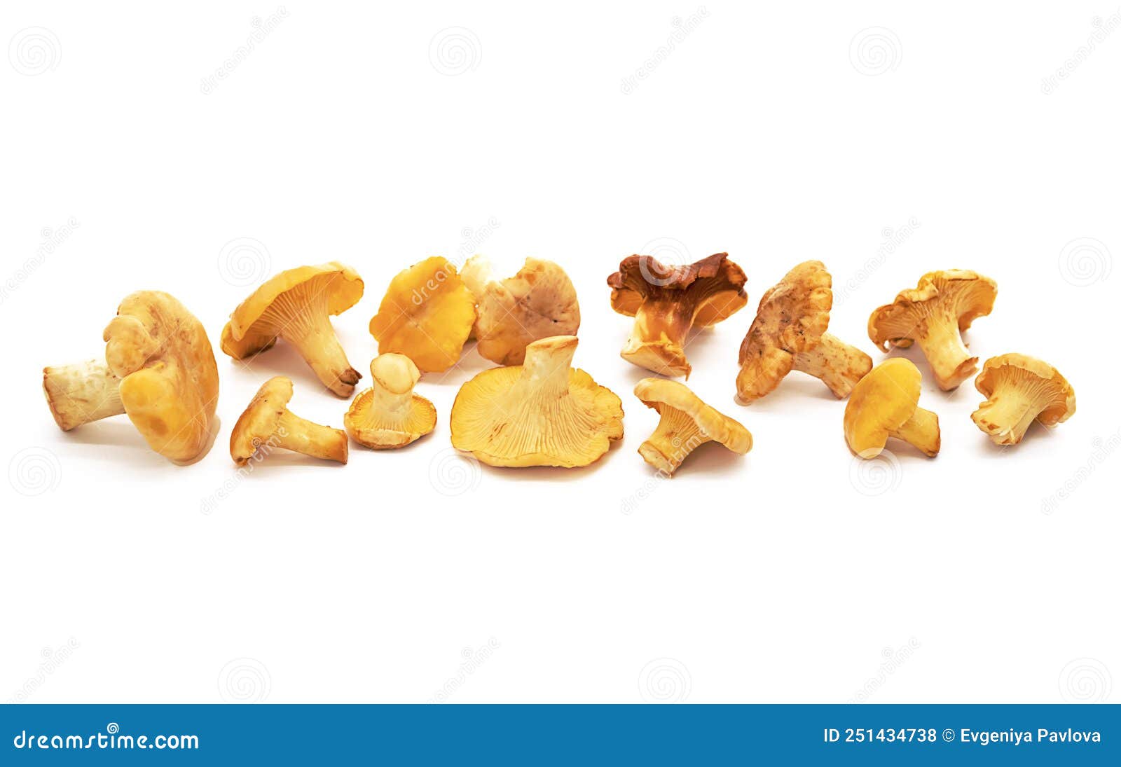 Fresh Chanterelle Mushrooms on White Stock Photo Image of gold