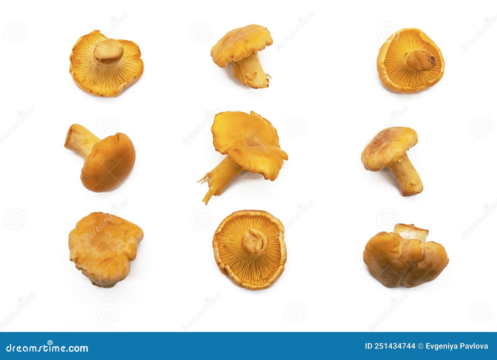 Fresh Chanterelle Mushrooms on White Stock Photo Image of gold