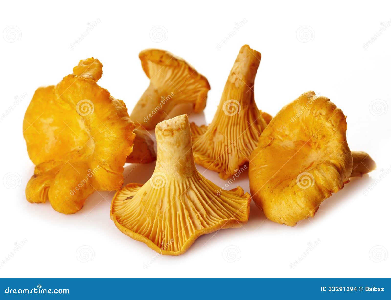 Fresh Chanterelle Mushrooms Stock Photo Image of edible, food 33291294