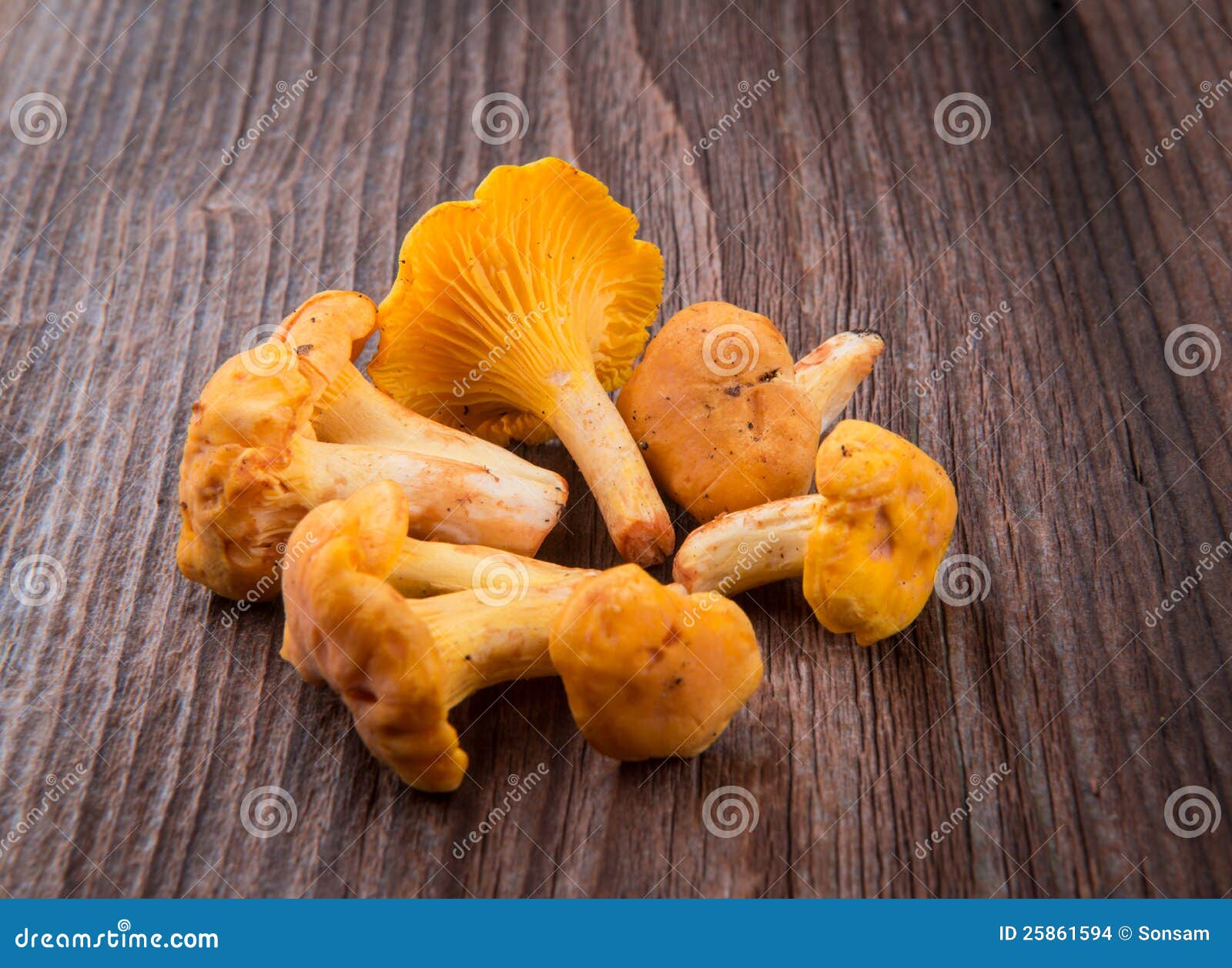 Fresh Chanterelles stock photo. Image of outdoors, harvesting 25861594