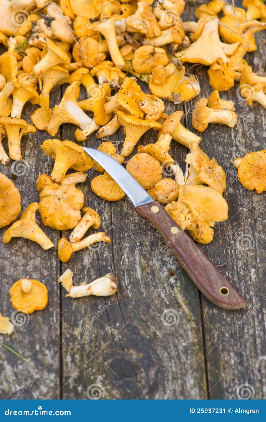 Fresh chanterelles stock image. Image of growth, cleaning 25937231