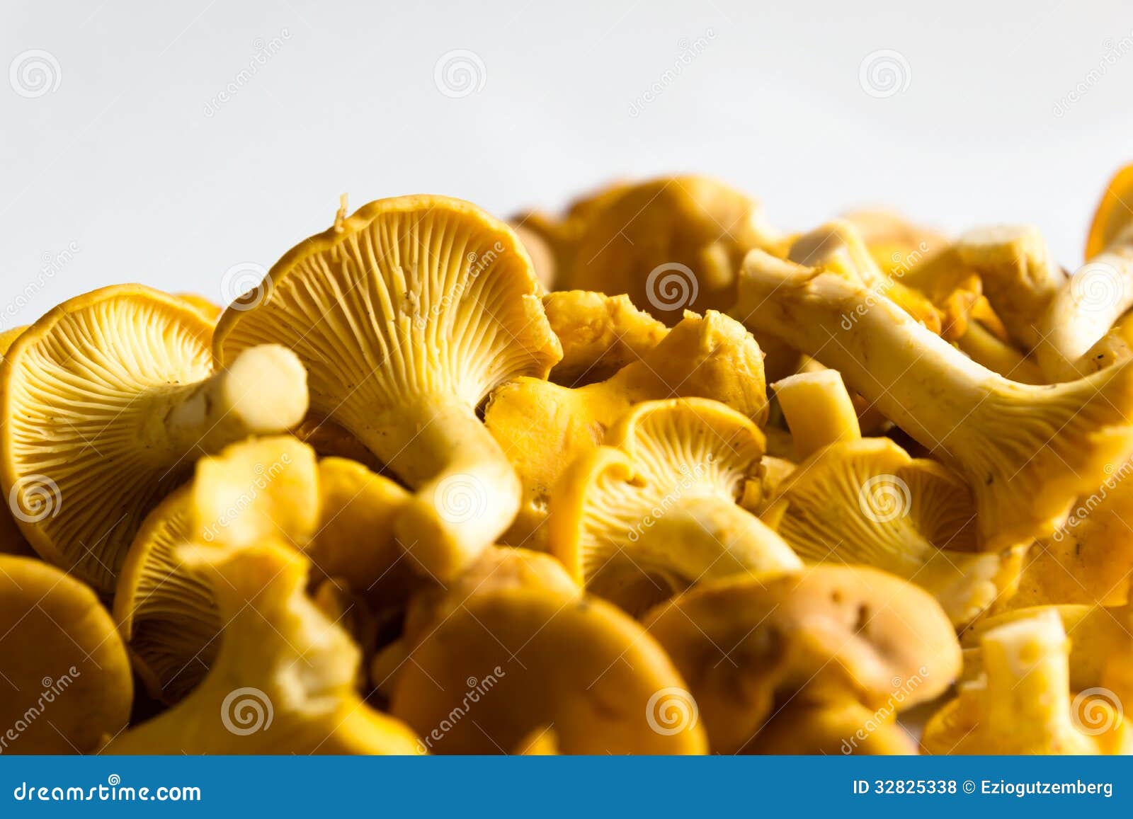 Fresh Chanterelles stock photo. Image of eatable, boletus 32825338