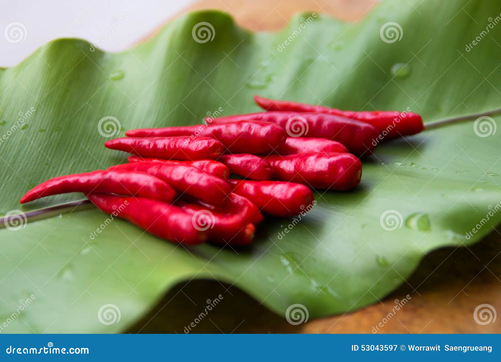 Fresh chili on green leaf stock image. Image of cook - 53043597