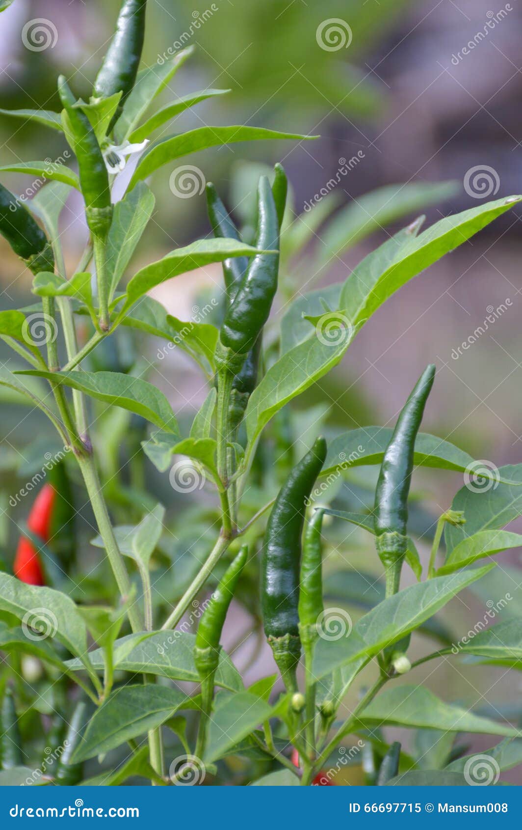 Fresh chili tree stock image. Image of green, limb, growing 66697715