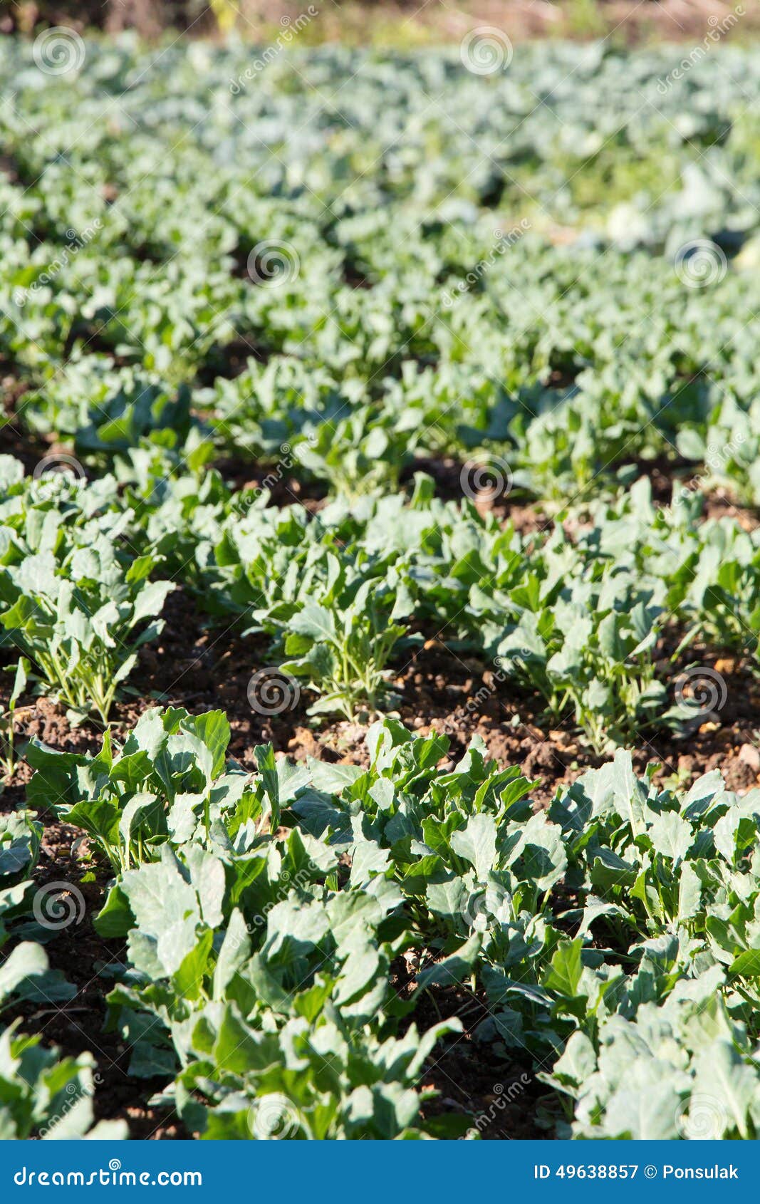 Fresh Chinese Kale Vegetable Stock Image Image of variation, eating