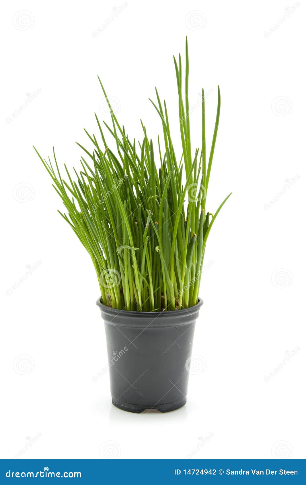 Potted chive plant care