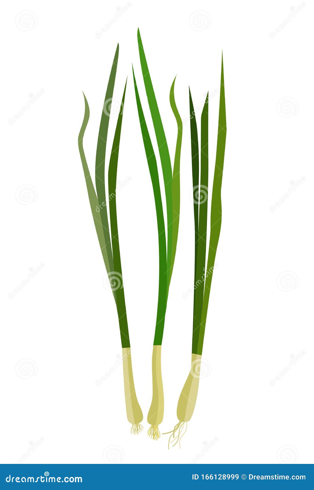 Fresh Chives Herb Cartoon Vector 12232783