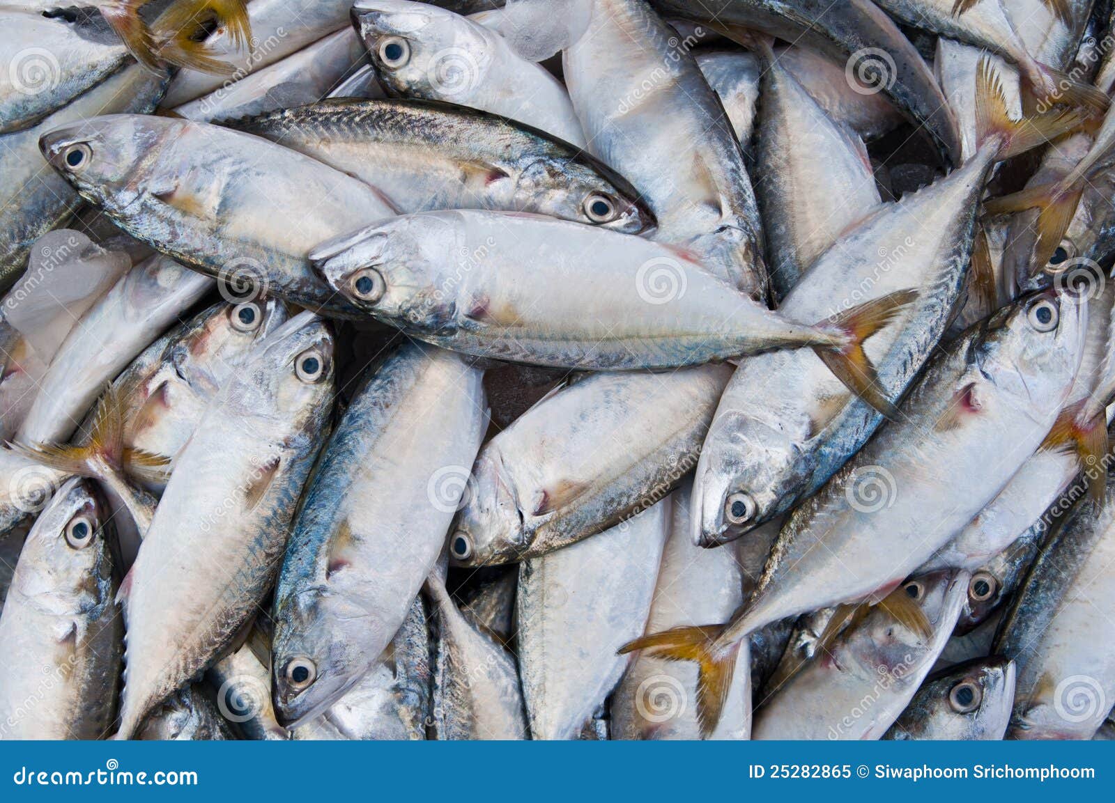 https://thumbs.dreamstime.com/z/fresh-chub-mackerel-25282865.jpg