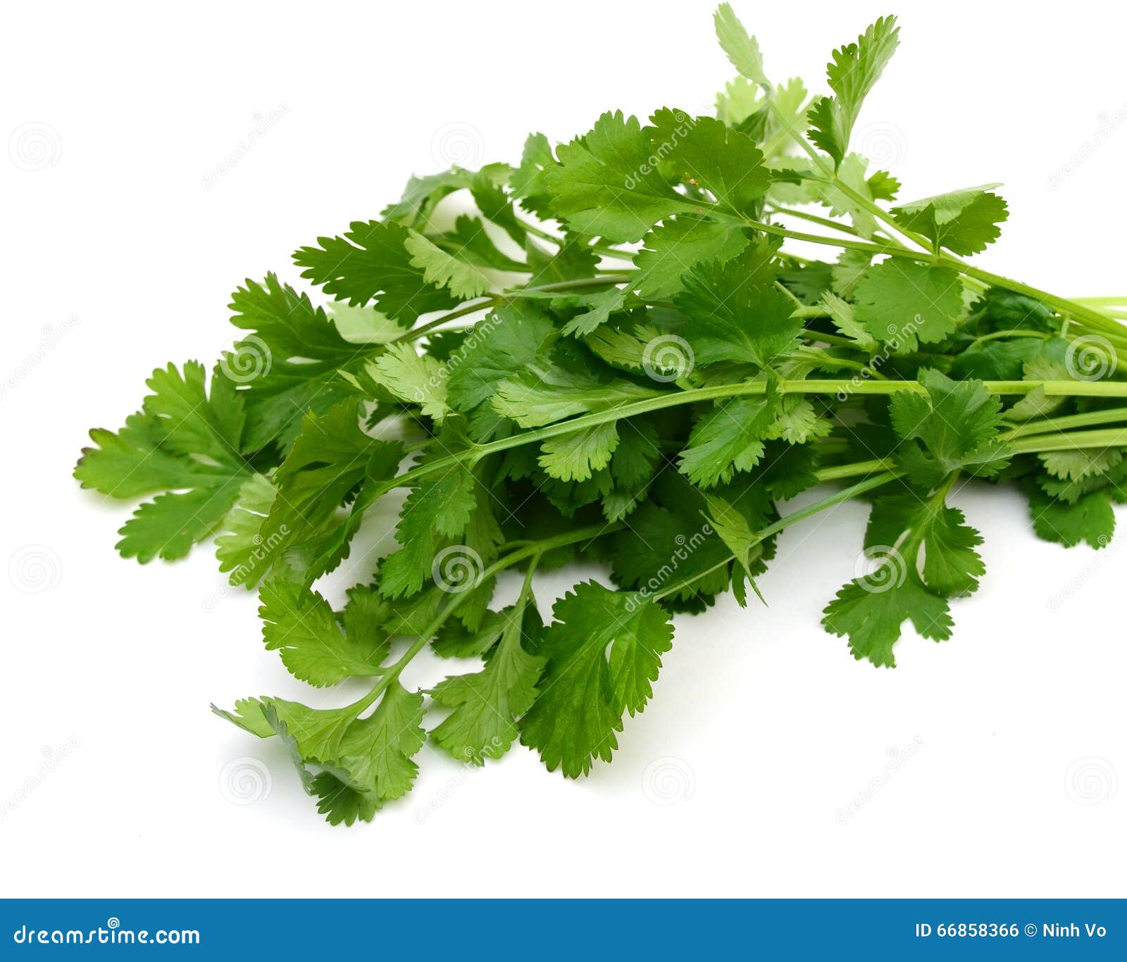 Fresh cilantro bunch stock photo. Image of fresh, cilantro 66858366